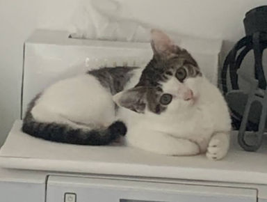 ティム