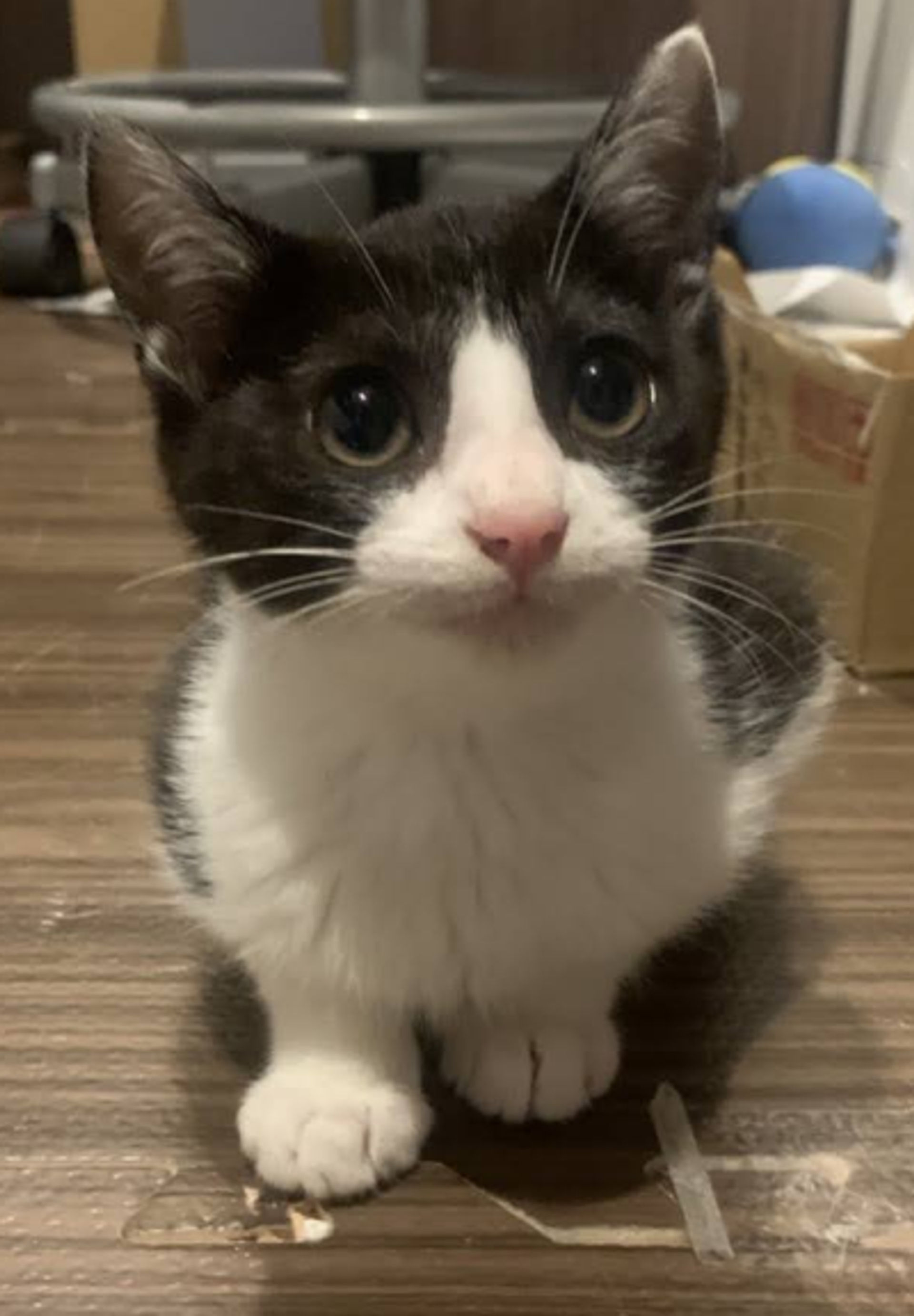 雑種（ミックス猫）・オスの里親募集の写真