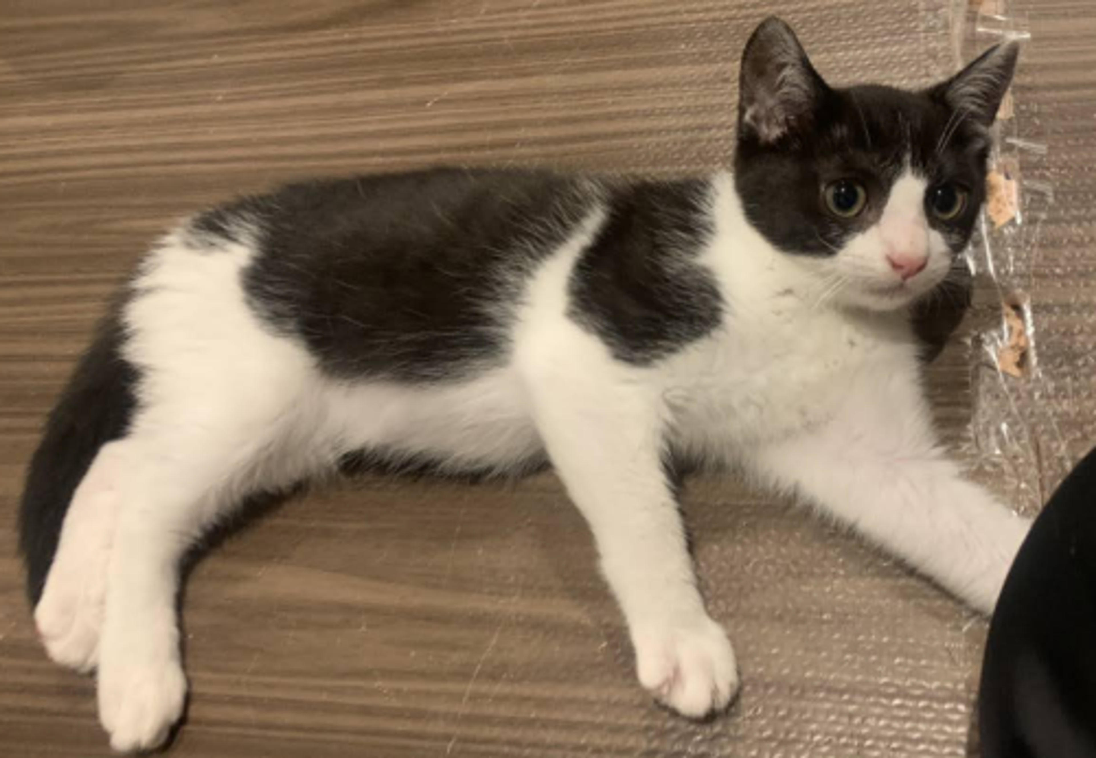 pet-image-2