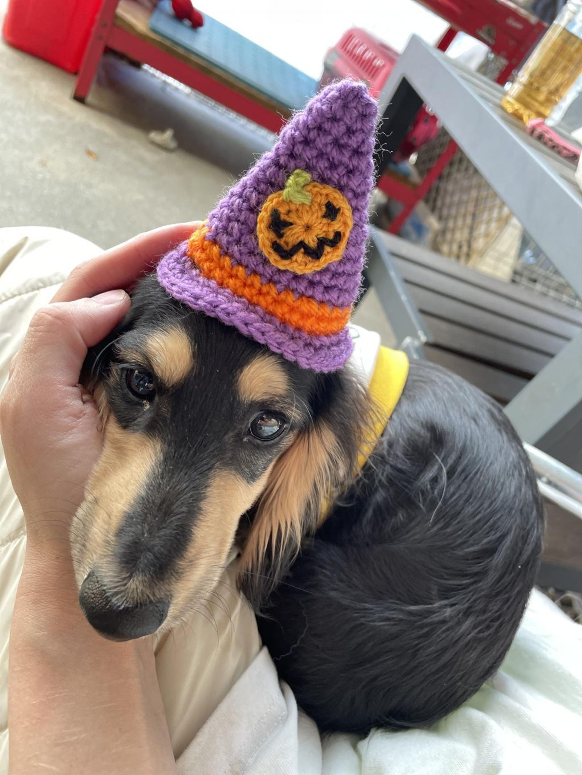 pet-image-2