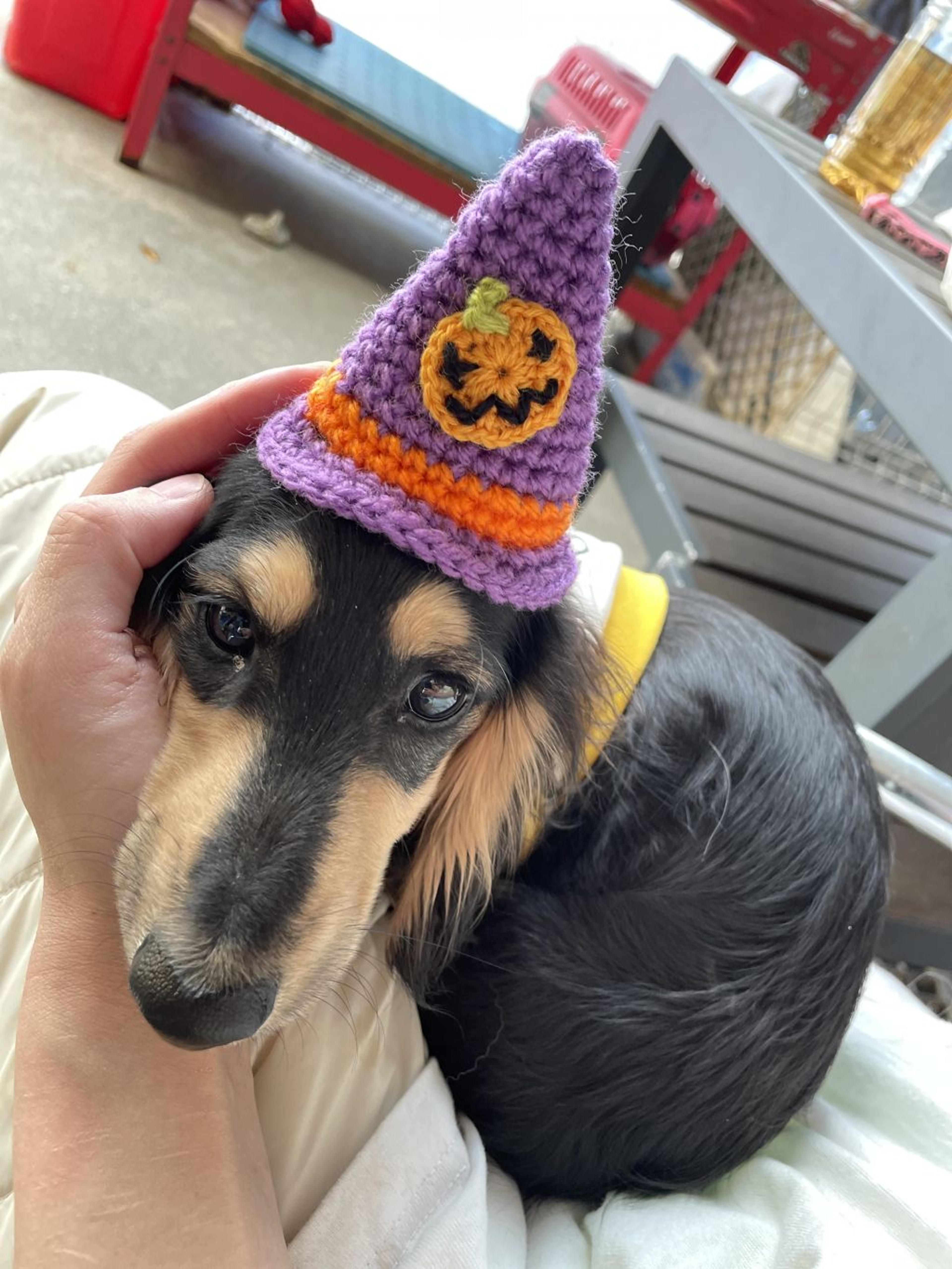 pet-image-2