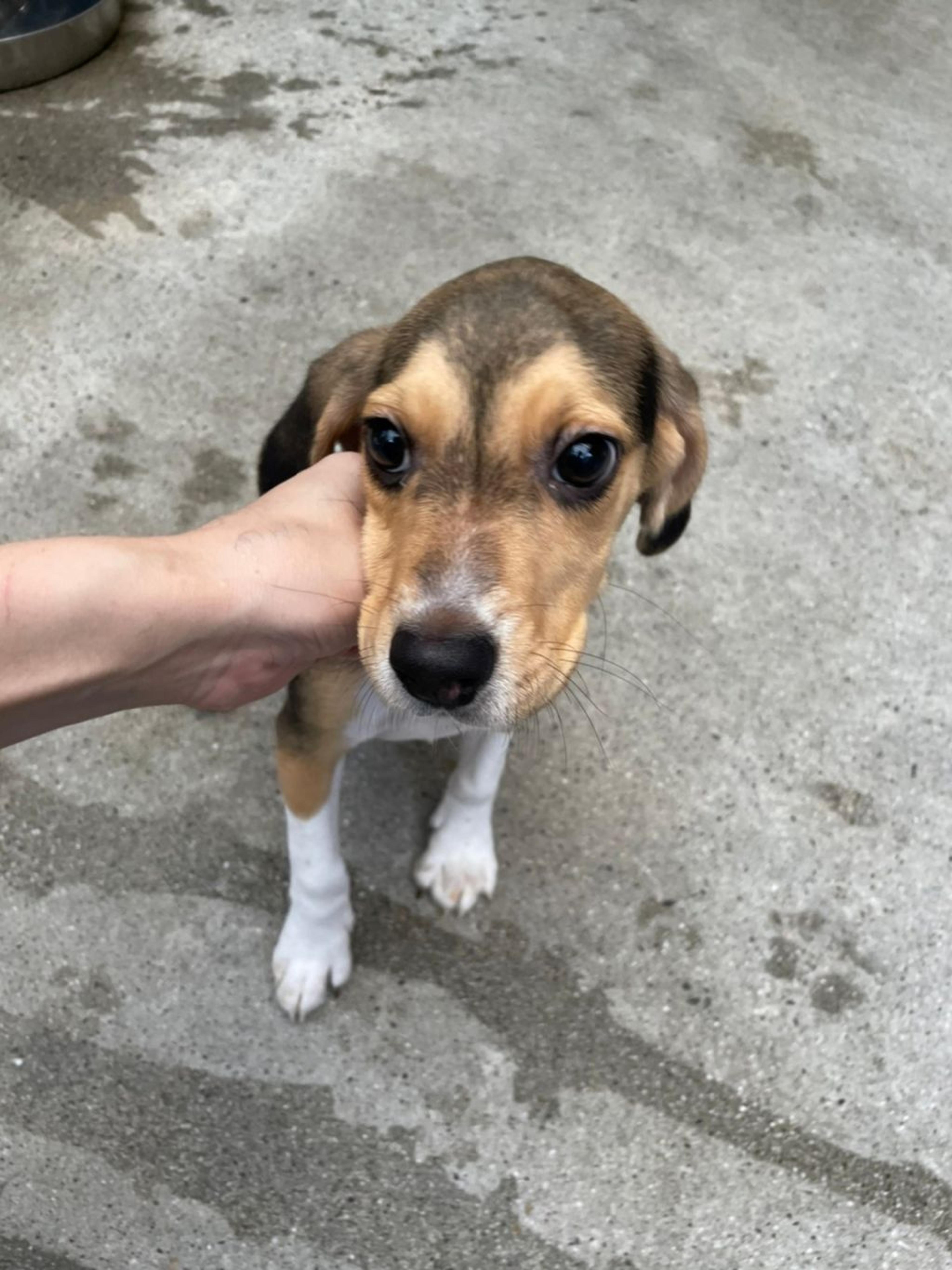 pet-image-3