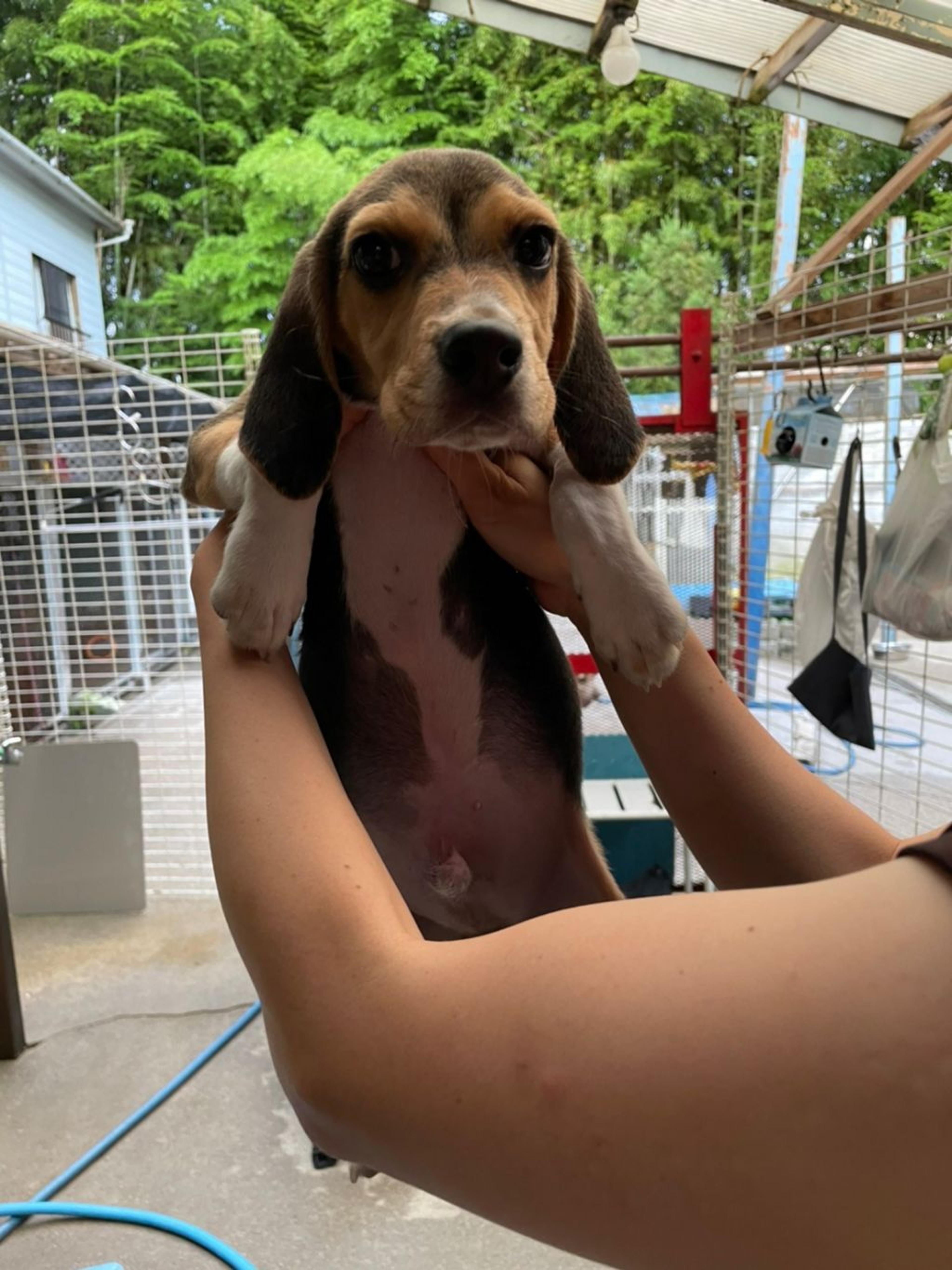 pet-image-5