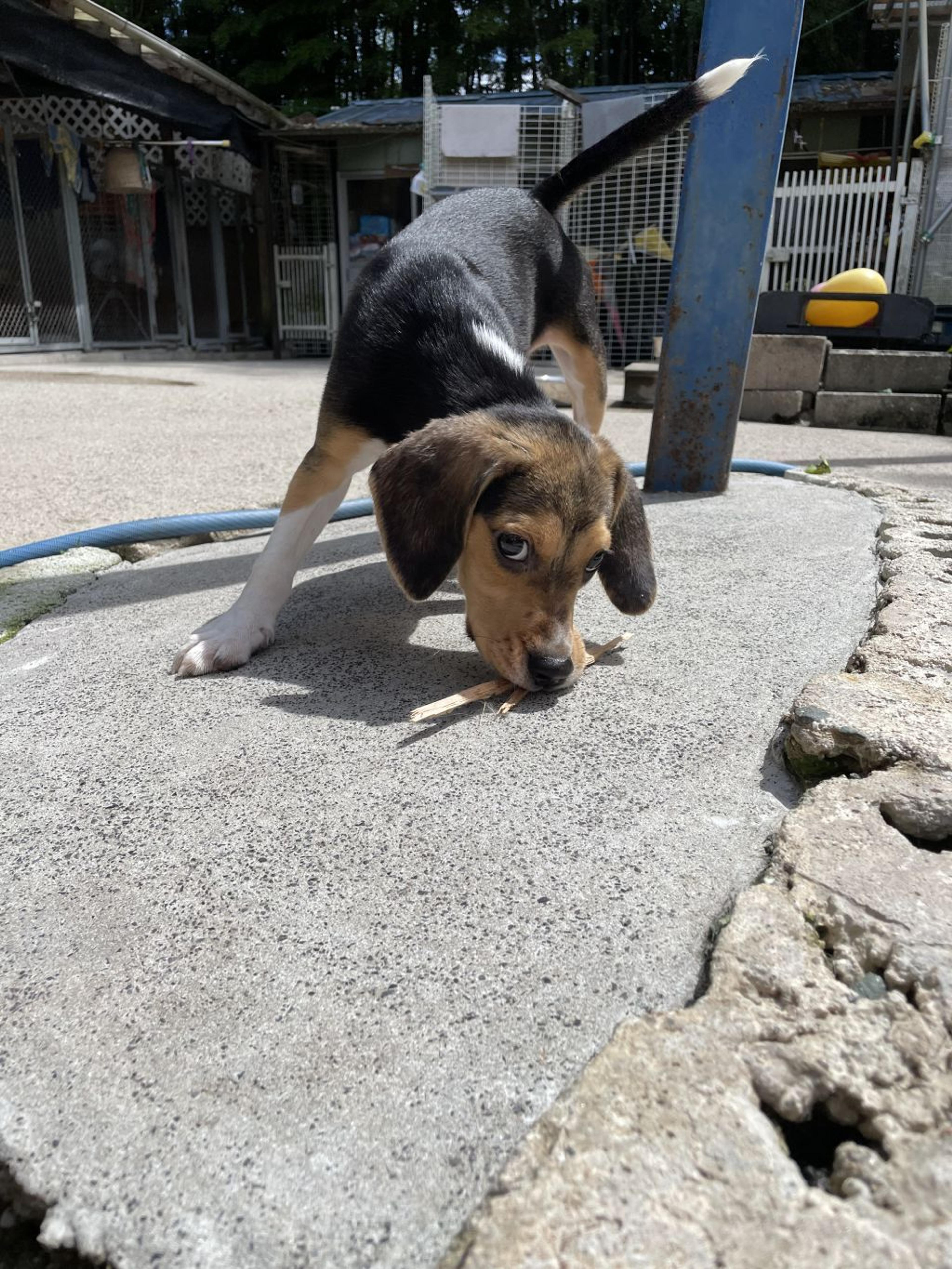 pet-image-4