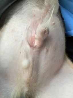 thumb-5