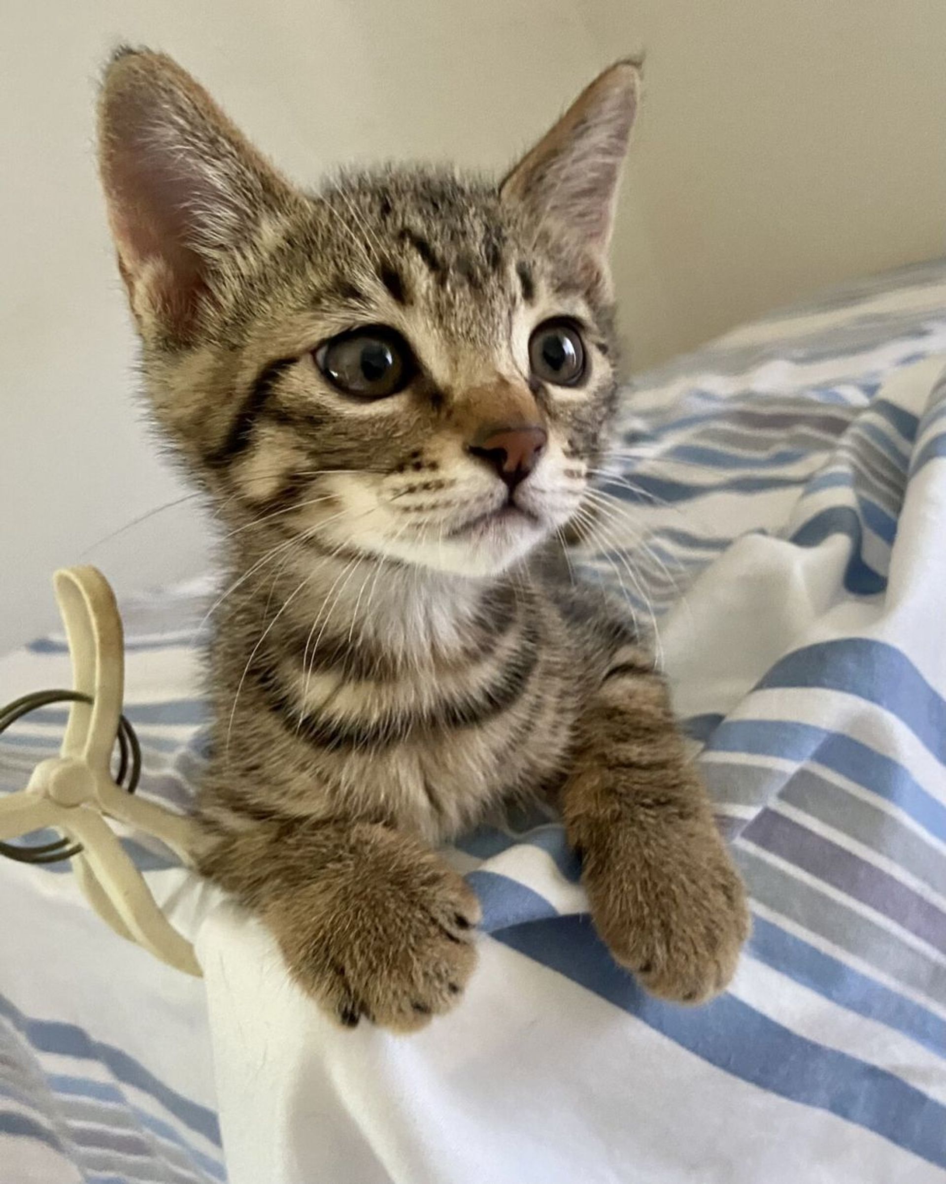 雑種（ミックス猫）・メスの里親募集の写真