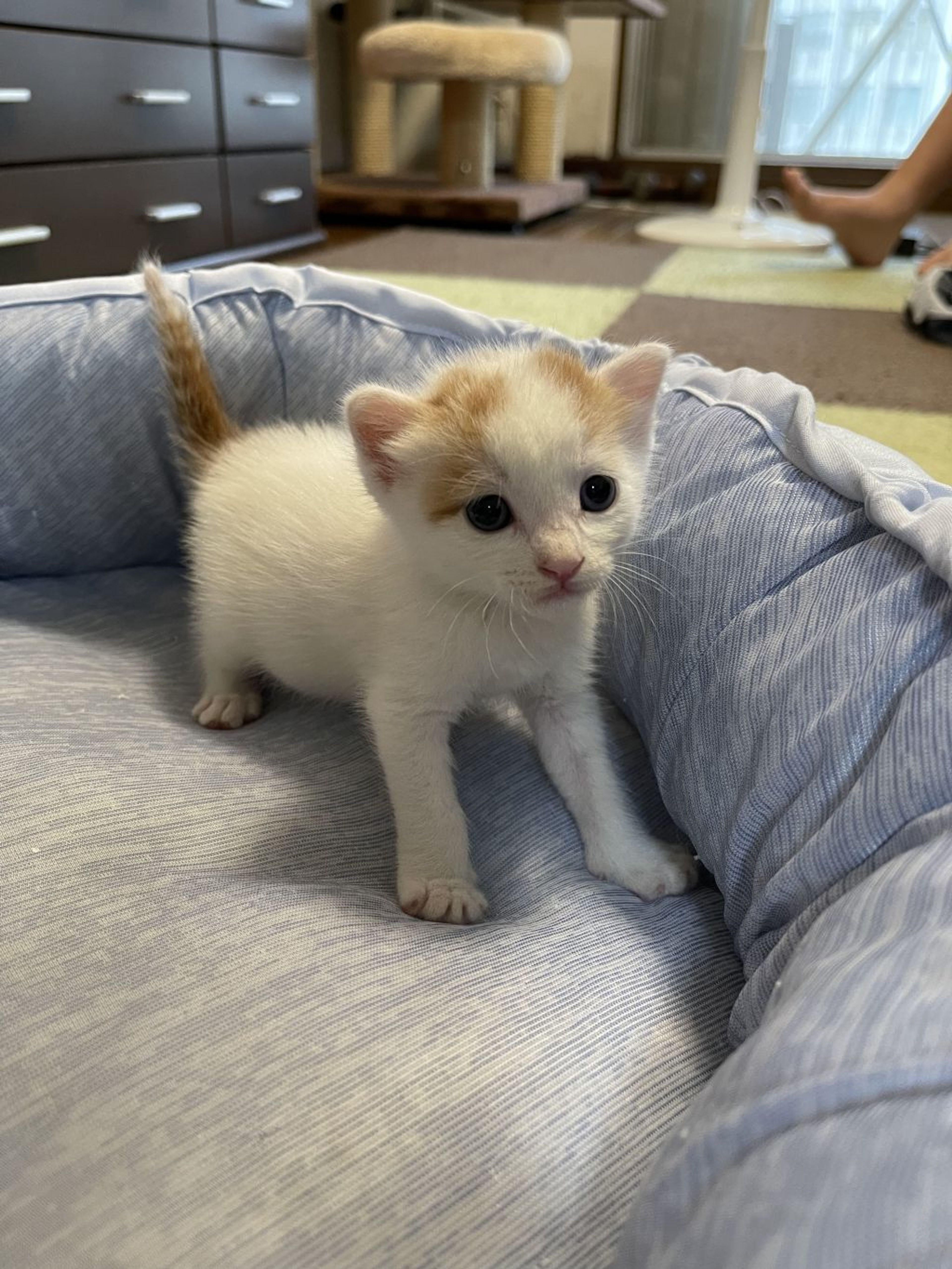 pet-image-5