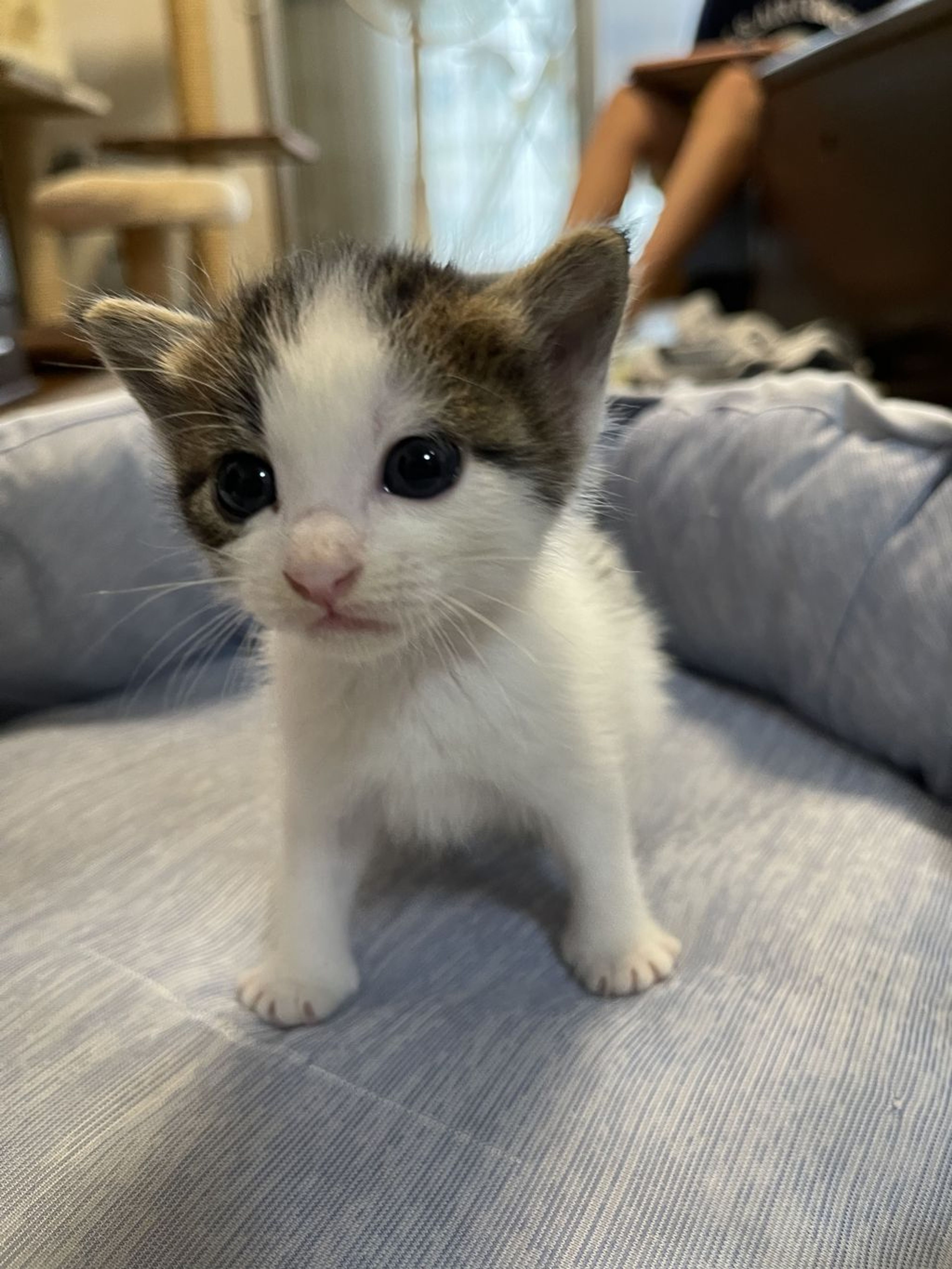 pet-image-9