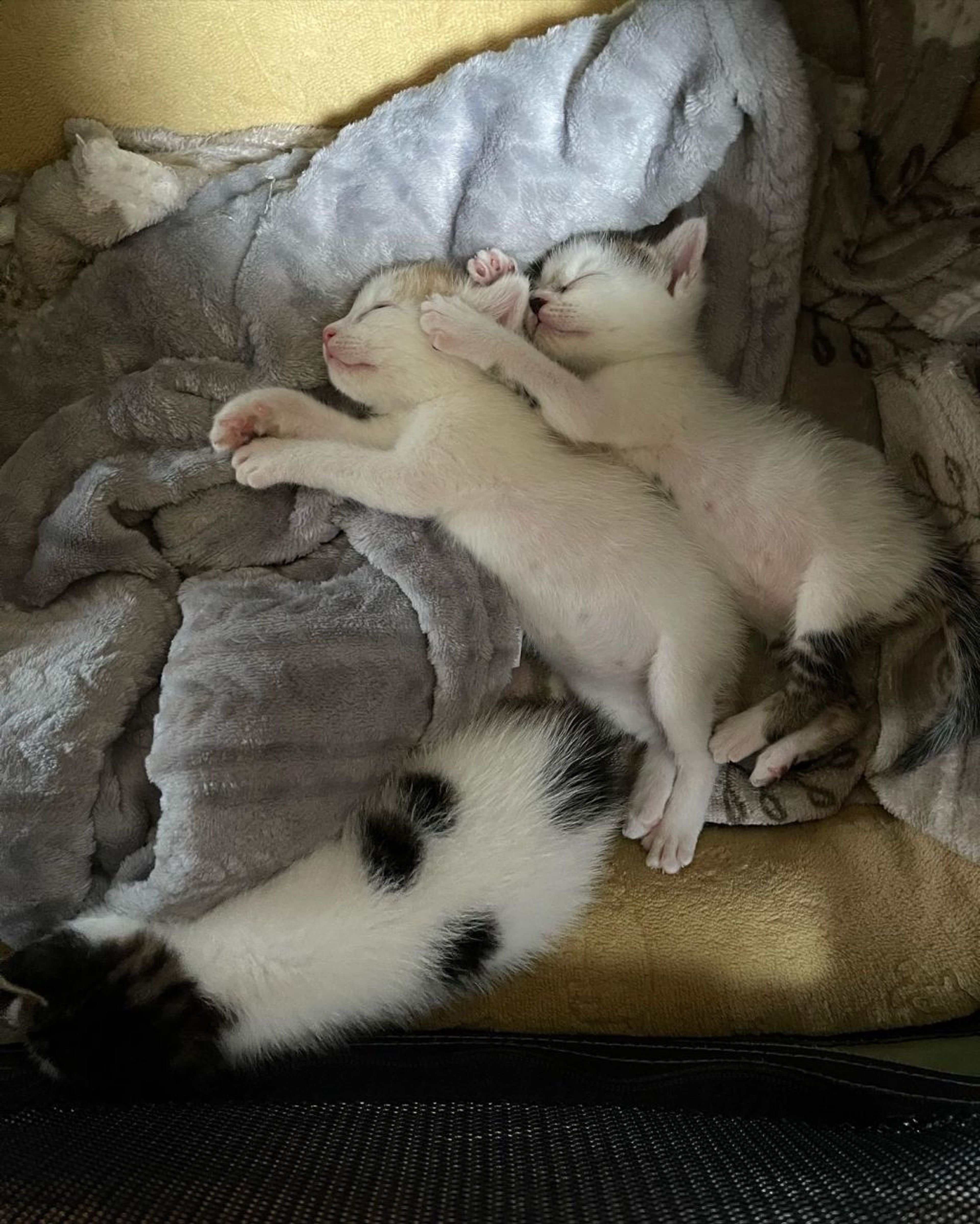 pet-image-8