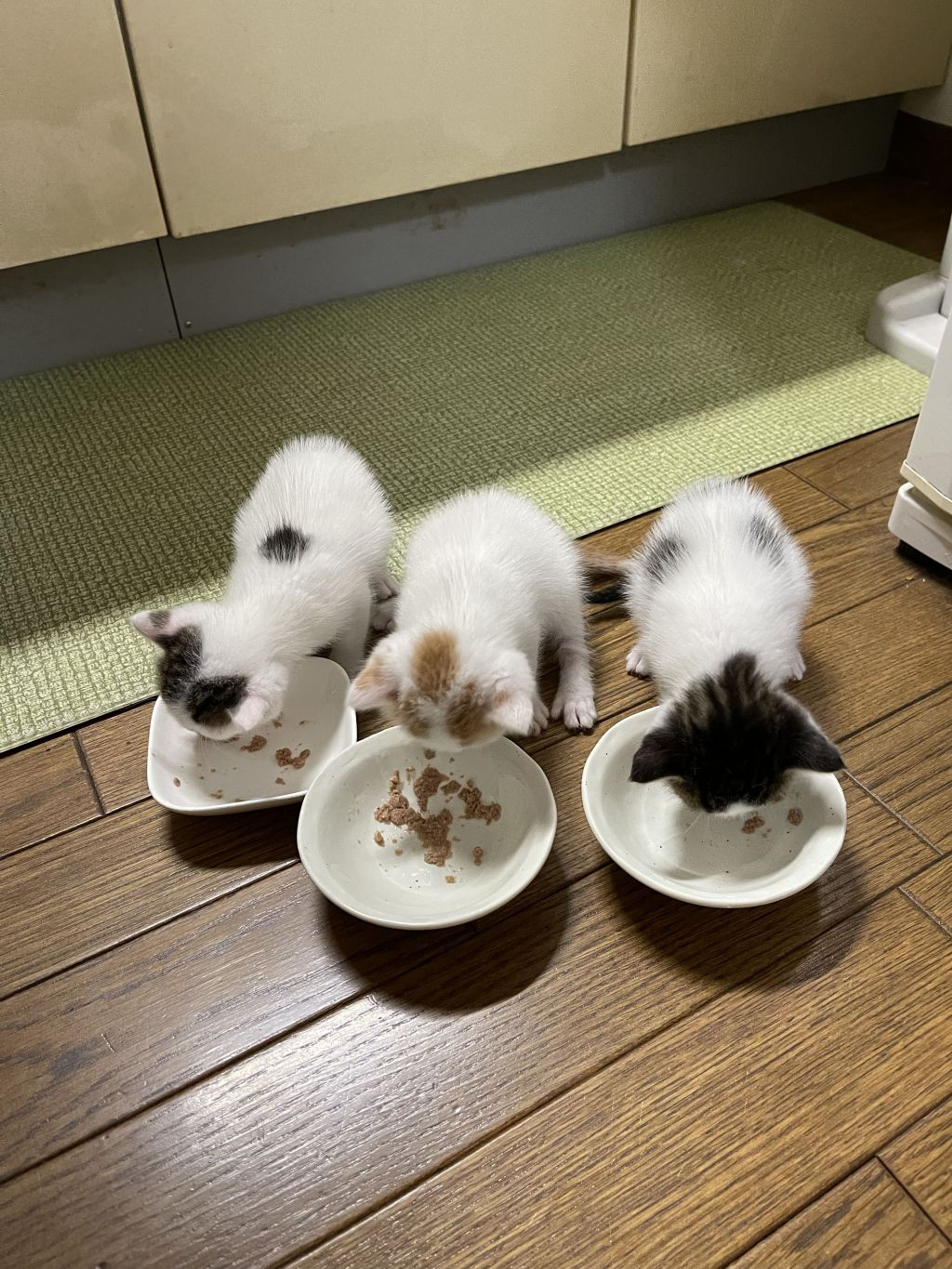 pet-image-10