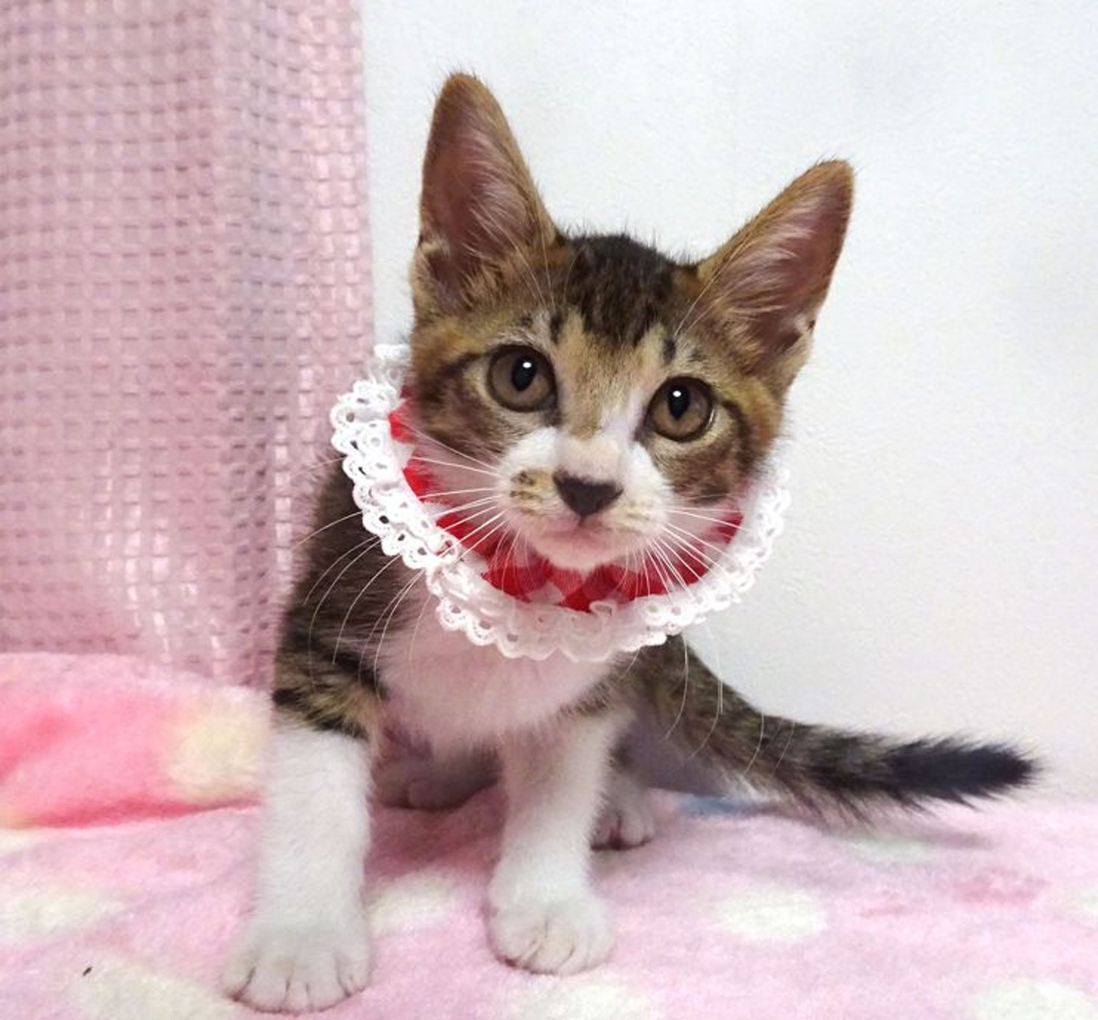 雑種（ミックス猫）・メスの里親募集の写真