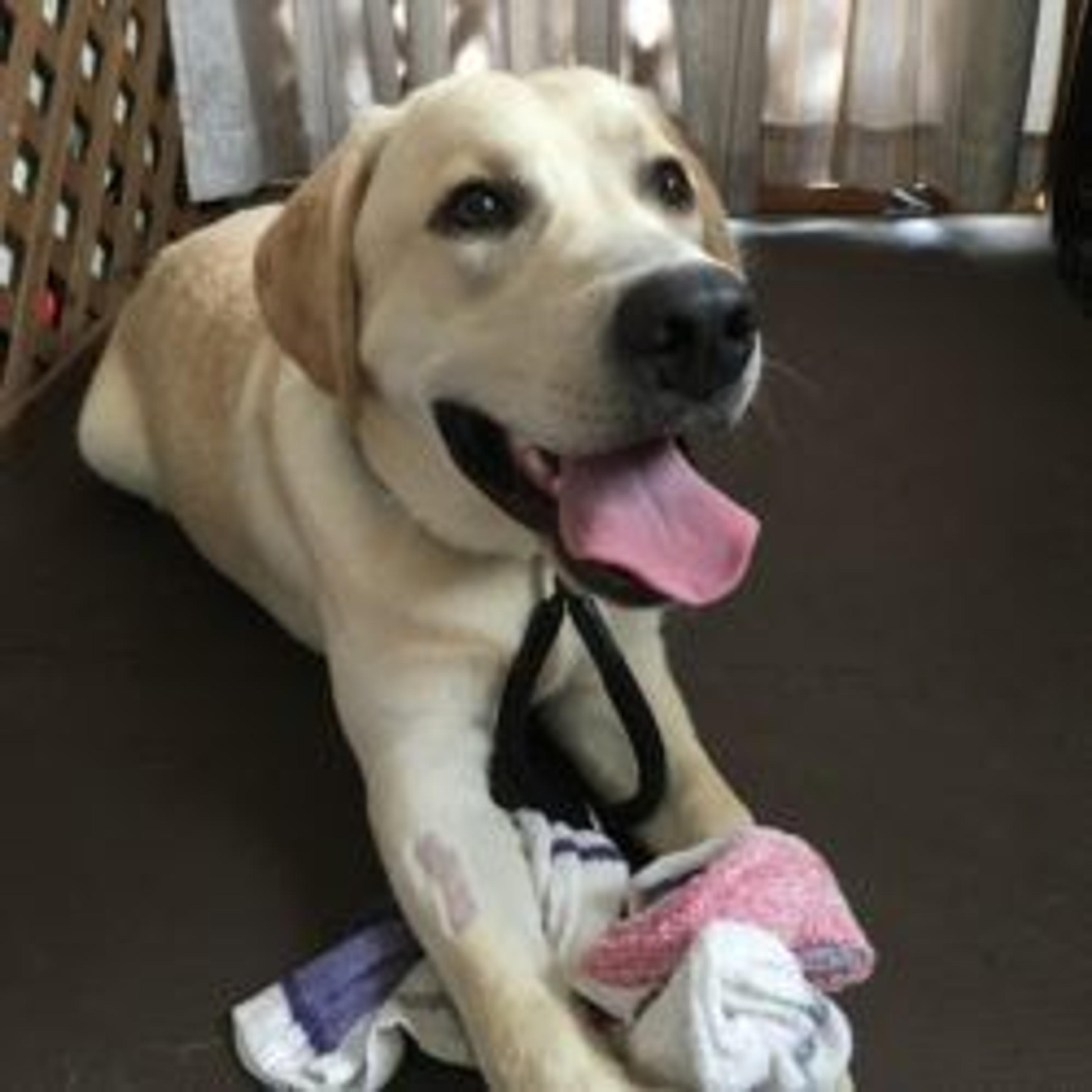 pet-image-2