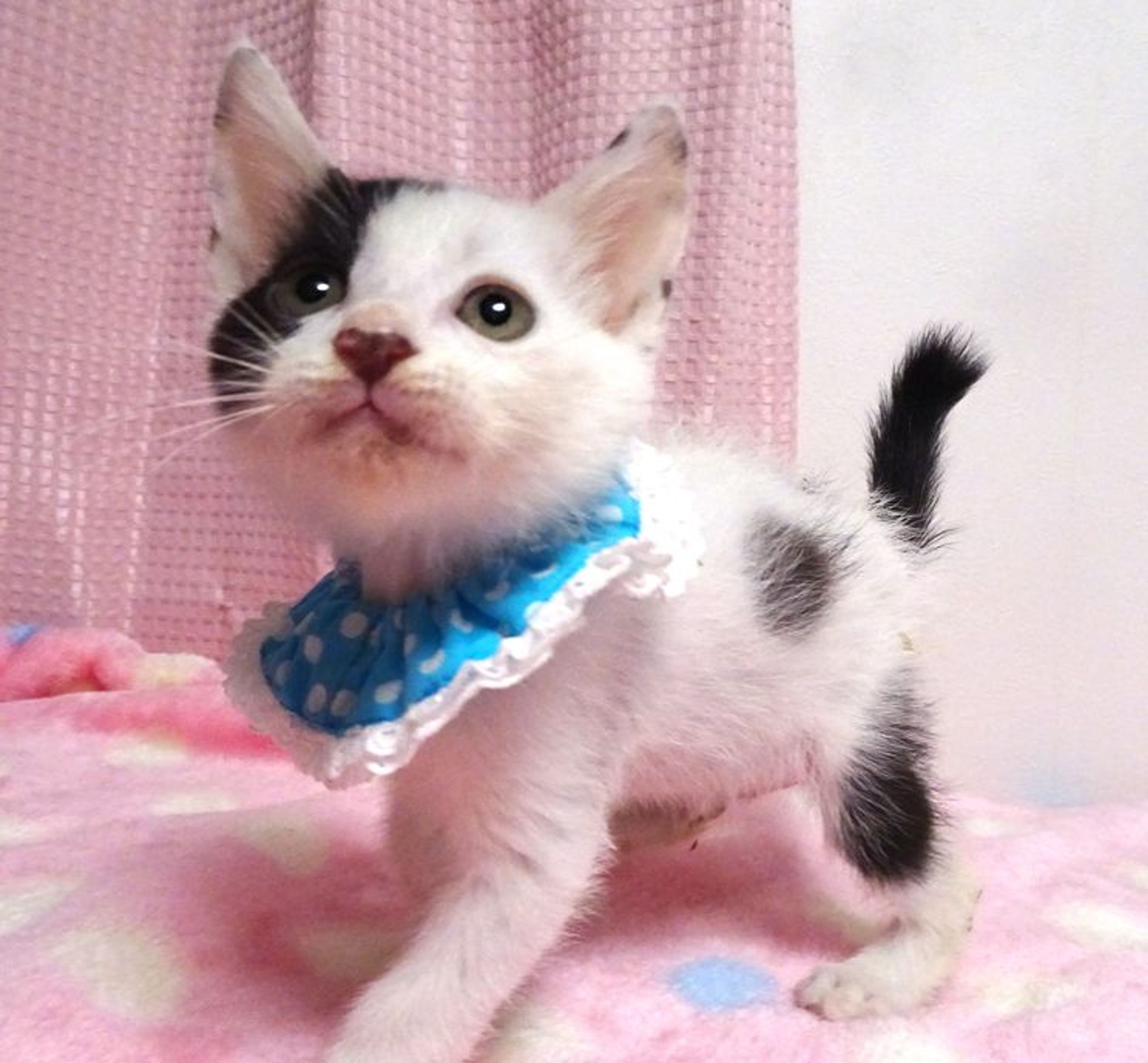 雑種（ミックス猫）・オスの里親募集の写真