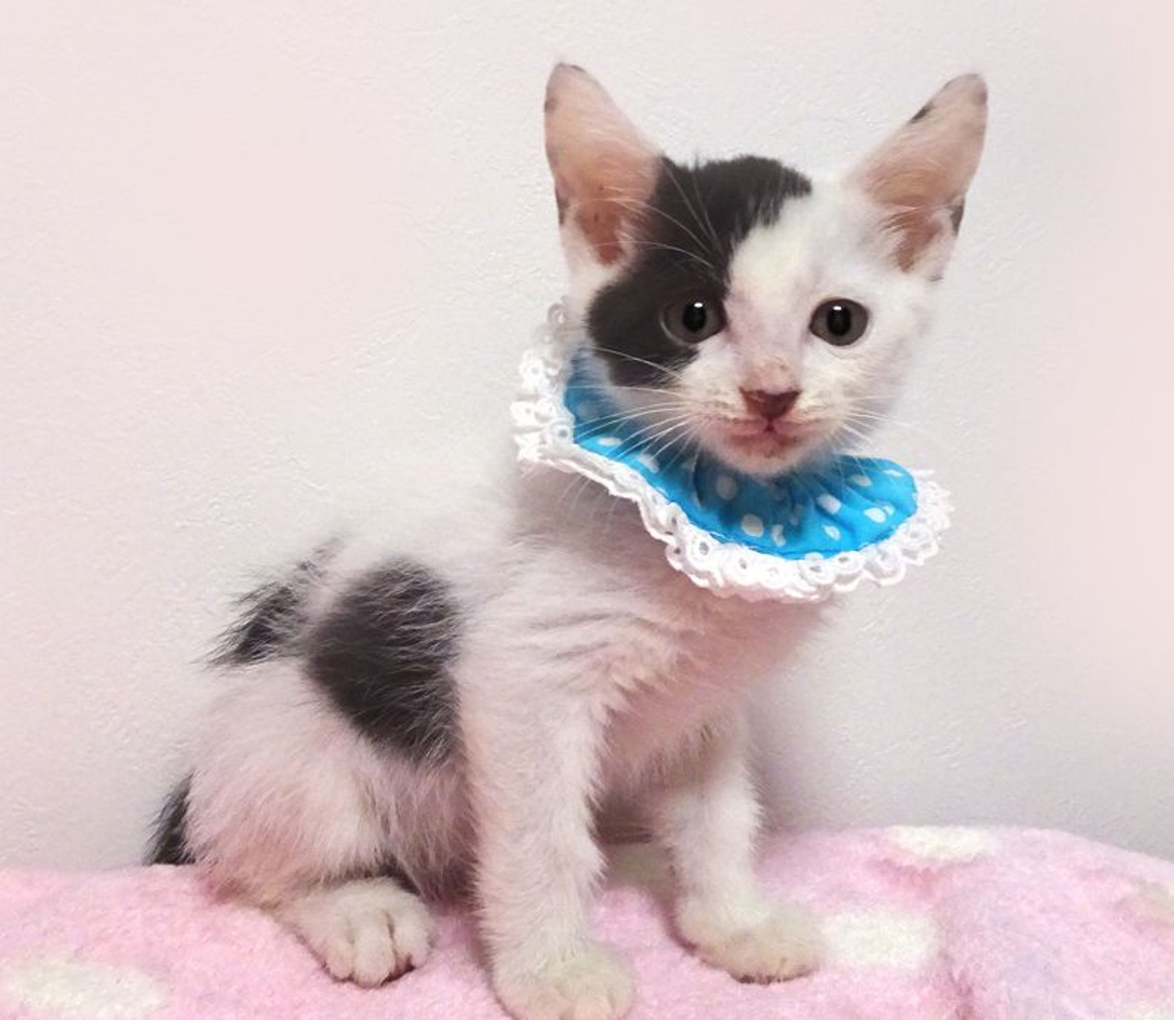 pet-image-2