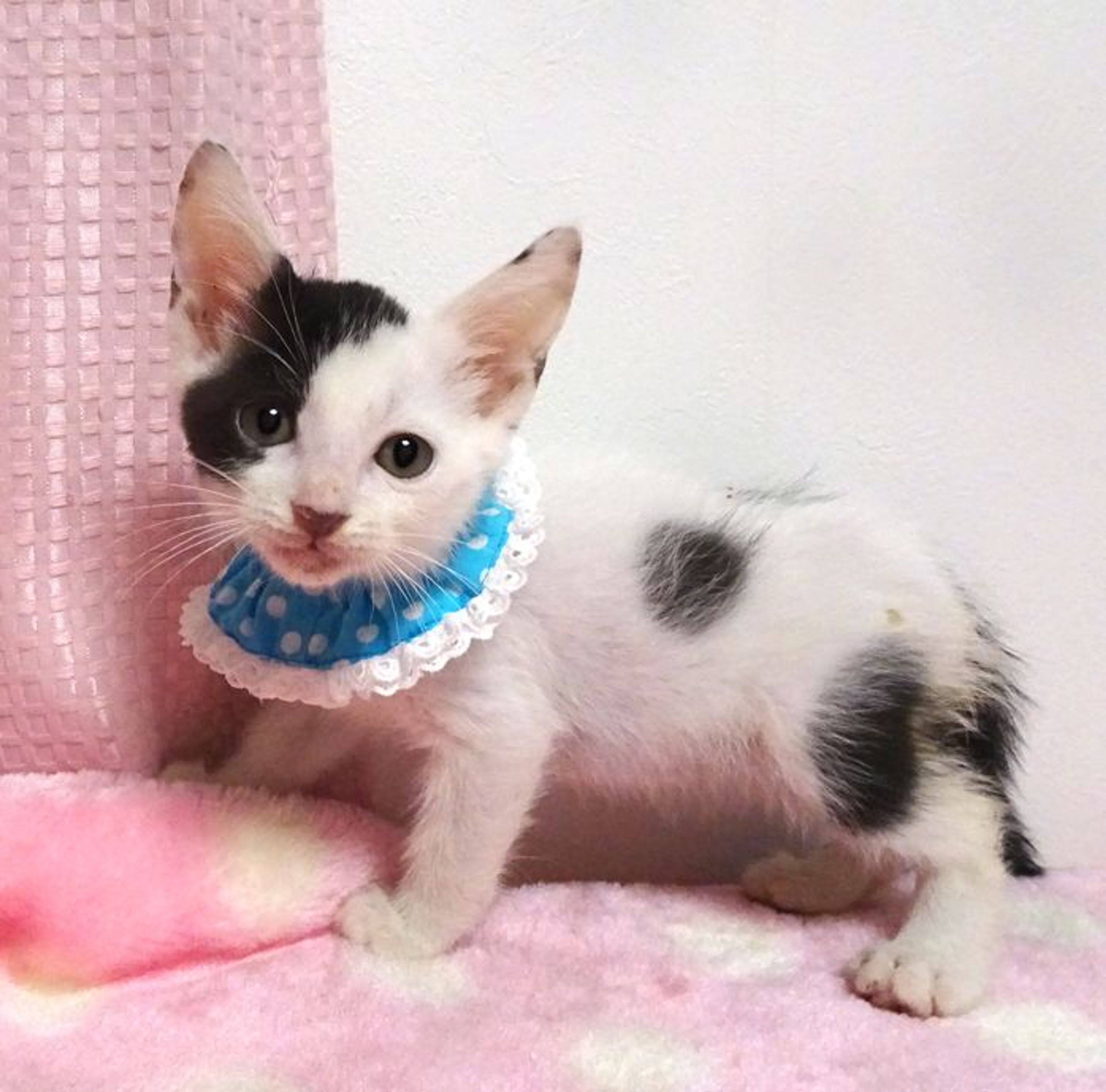 pet-image-3