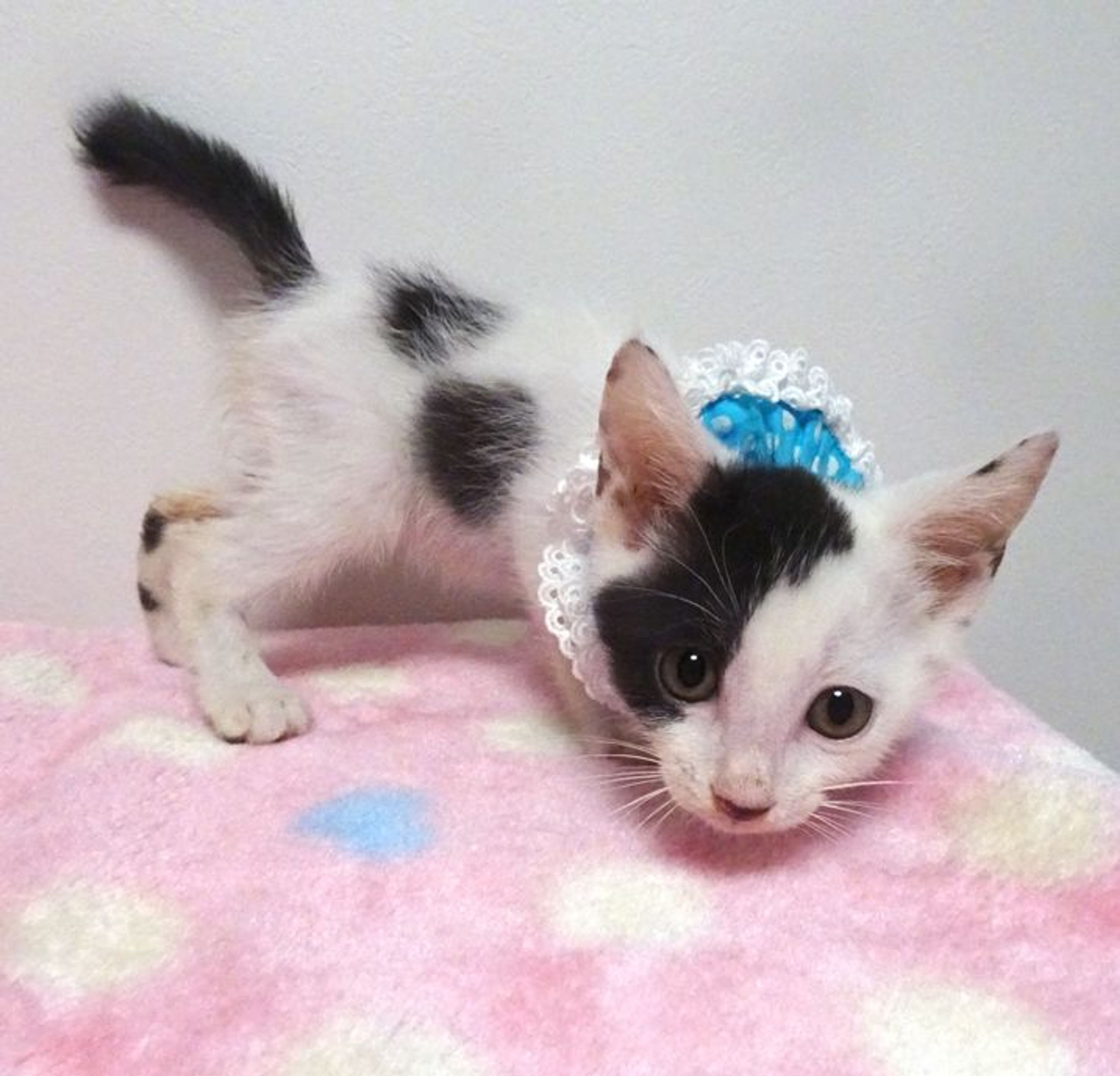 pet-image-4