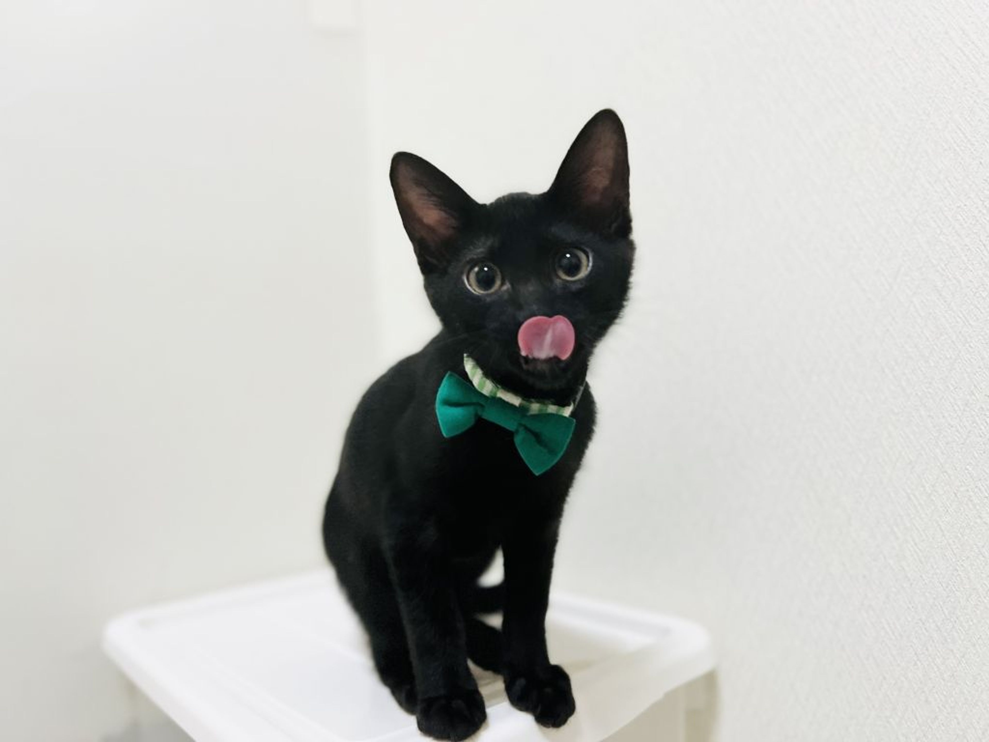 pet-image-6