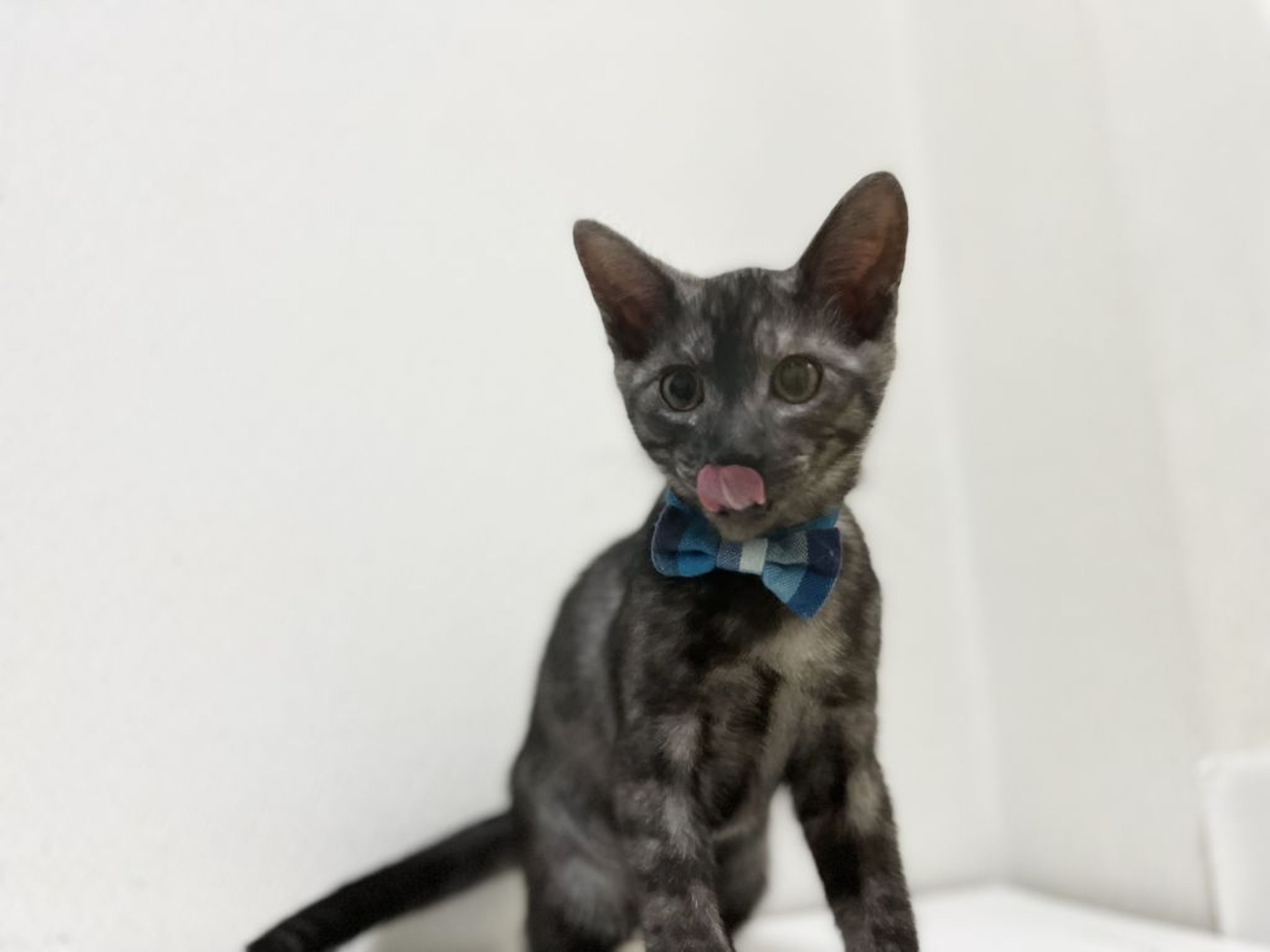 pet-image-7