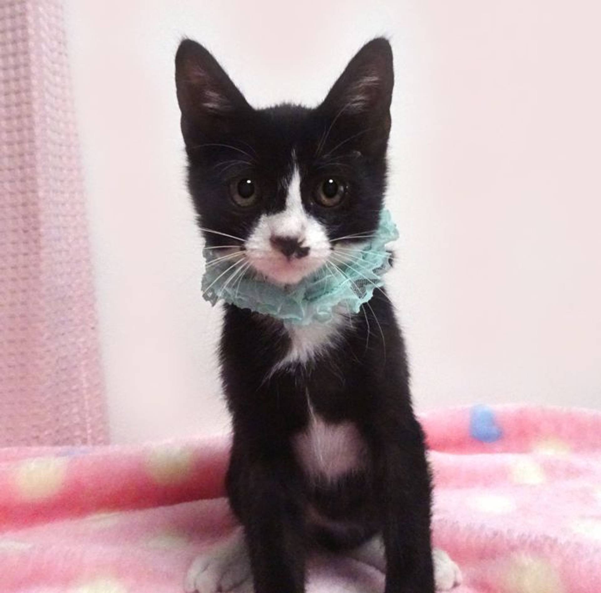 雑種（ミックス猫）・オスの里親募集の写真