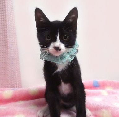 ネルくんの写真