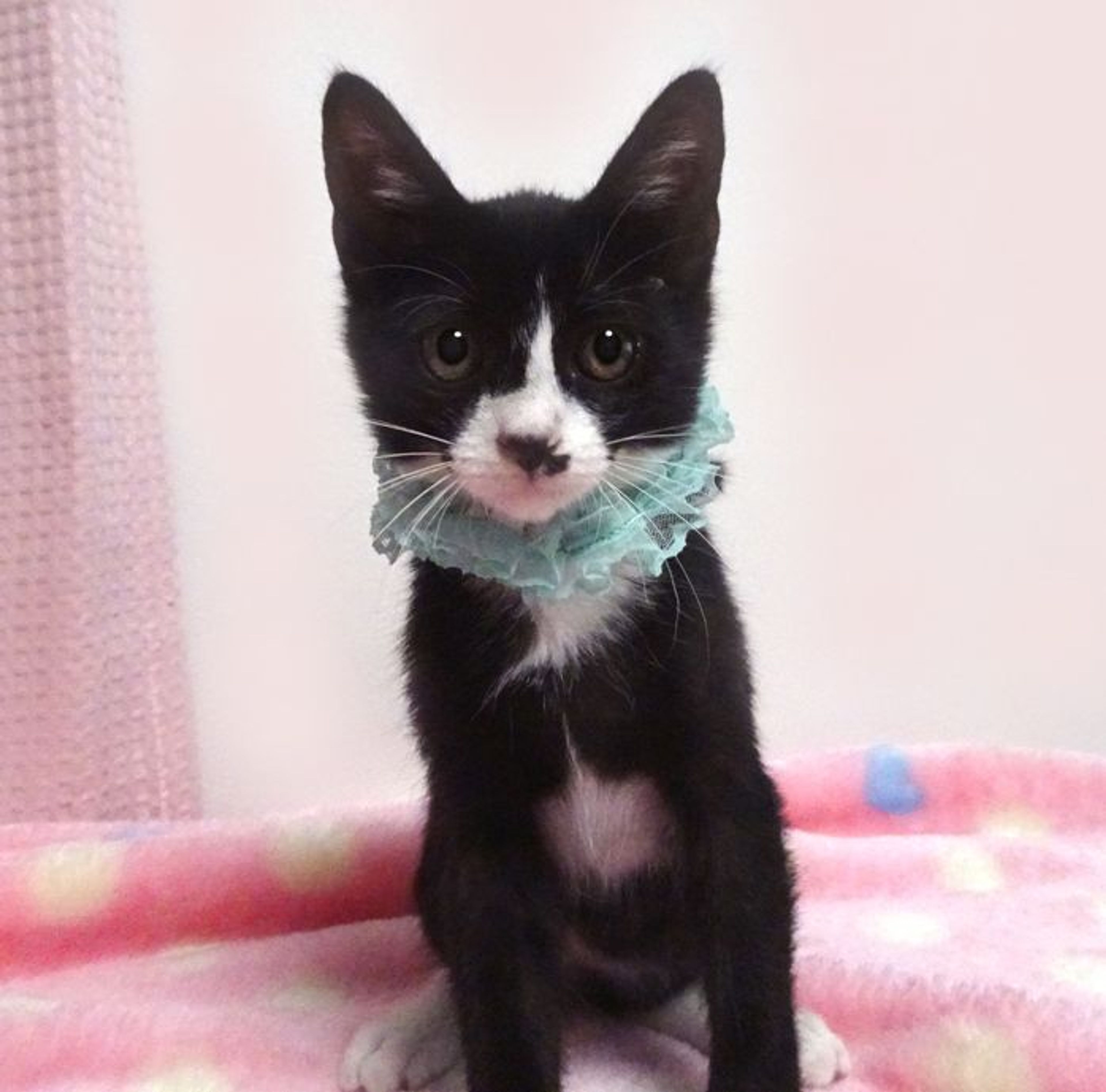 雑種（ミックス猫）・オスの里親募集の写真