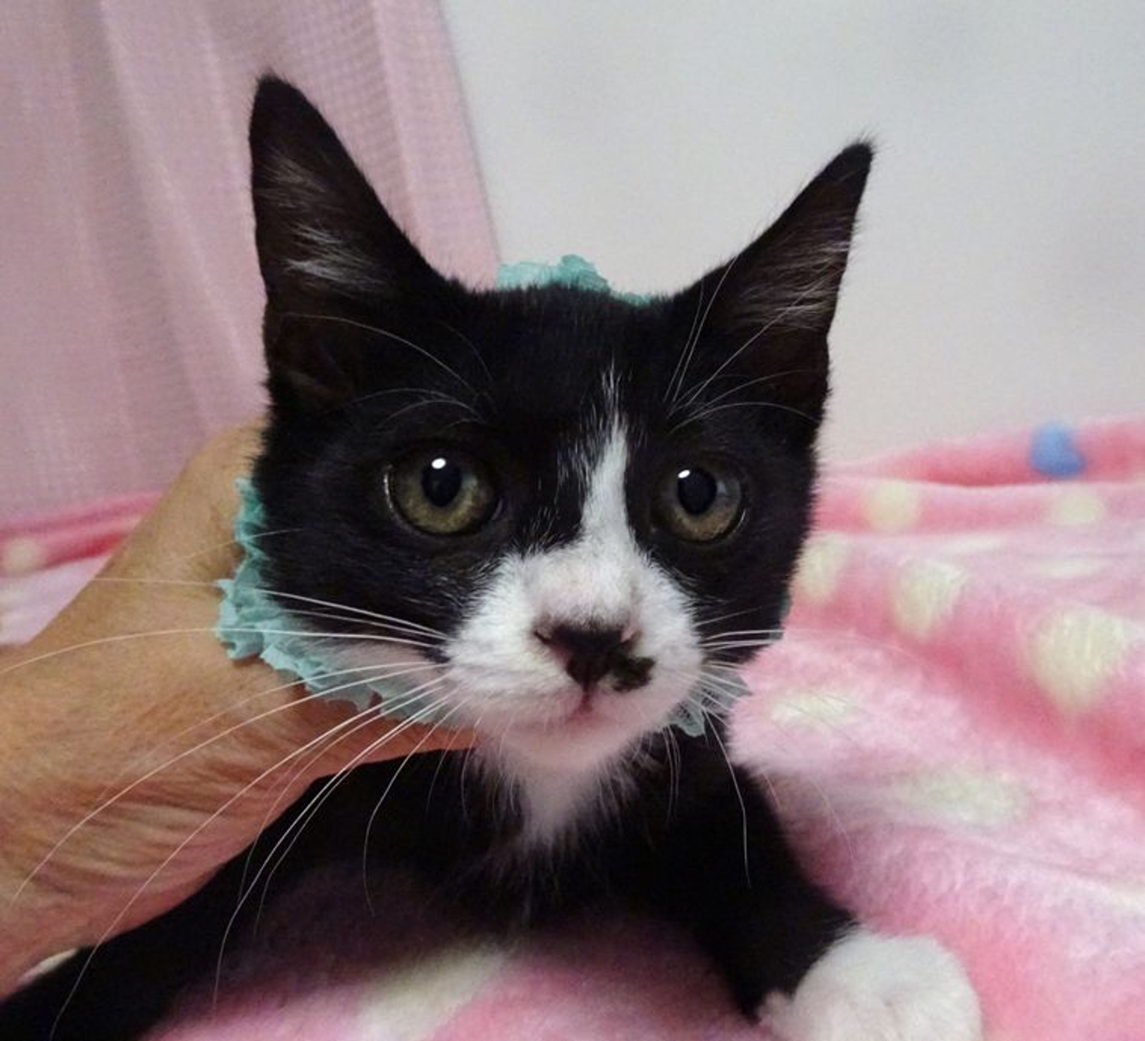 pet-image-2