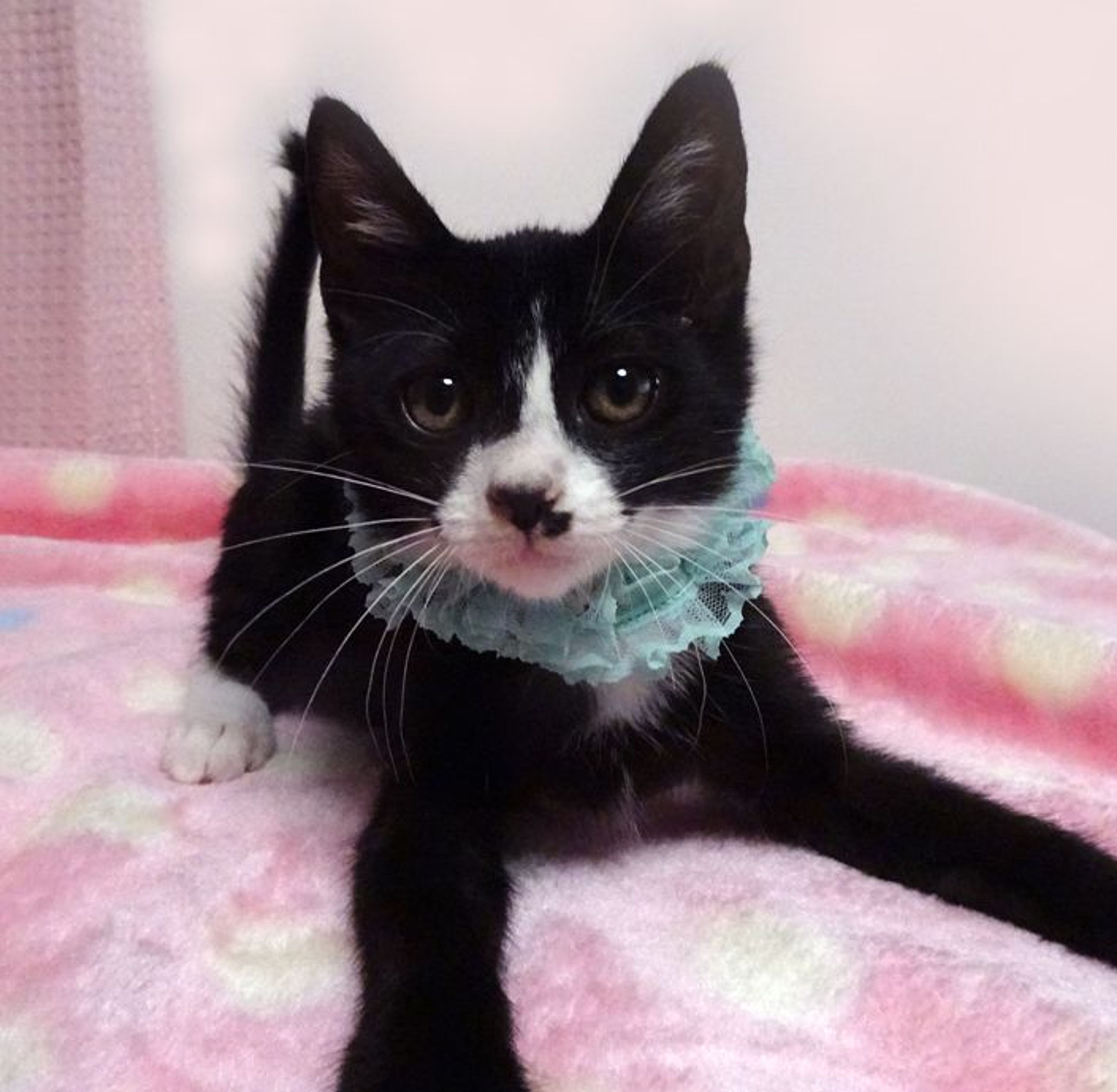 pet-image-3