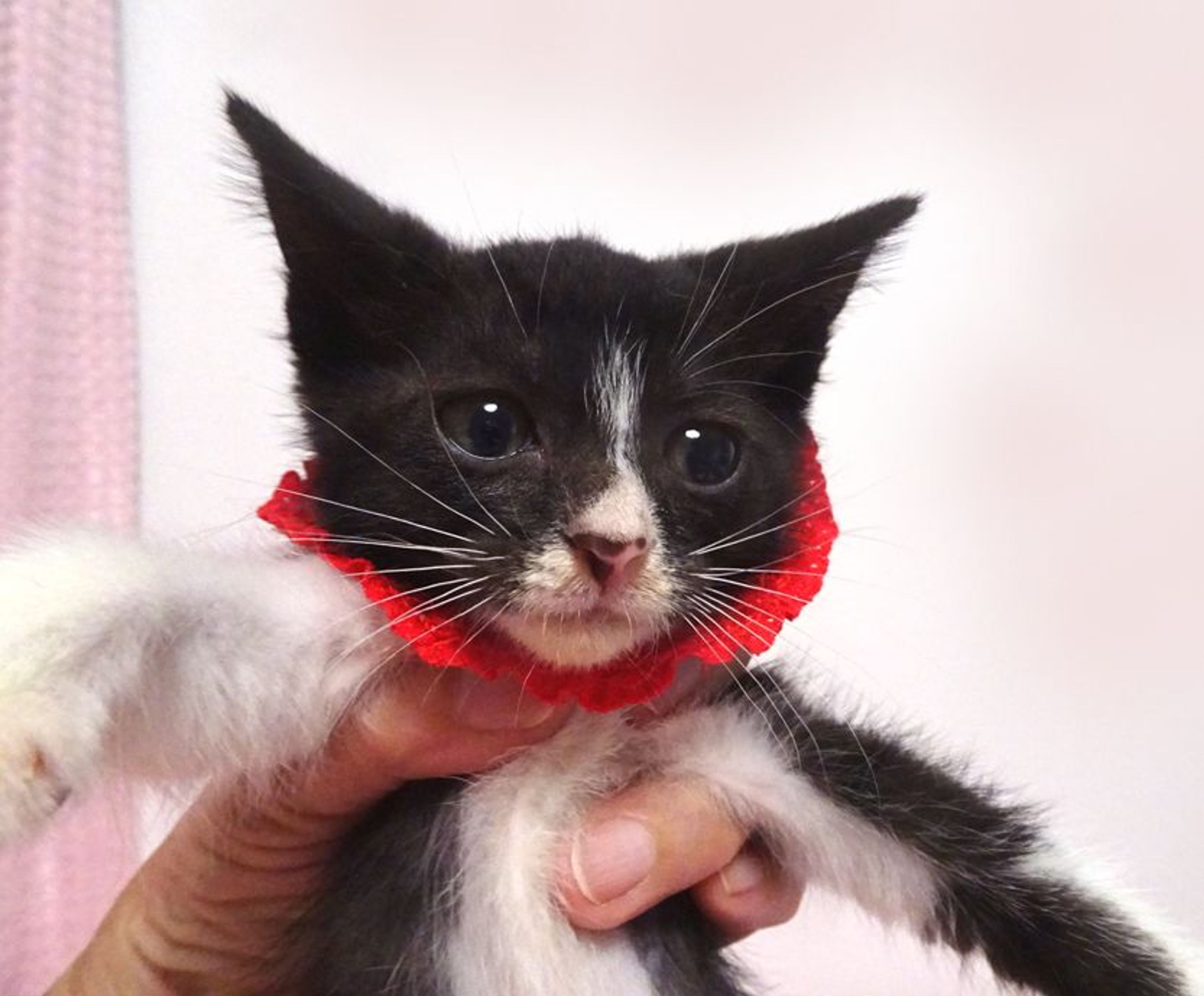 雑種（ミックス猫）・メスの里親募集の写真