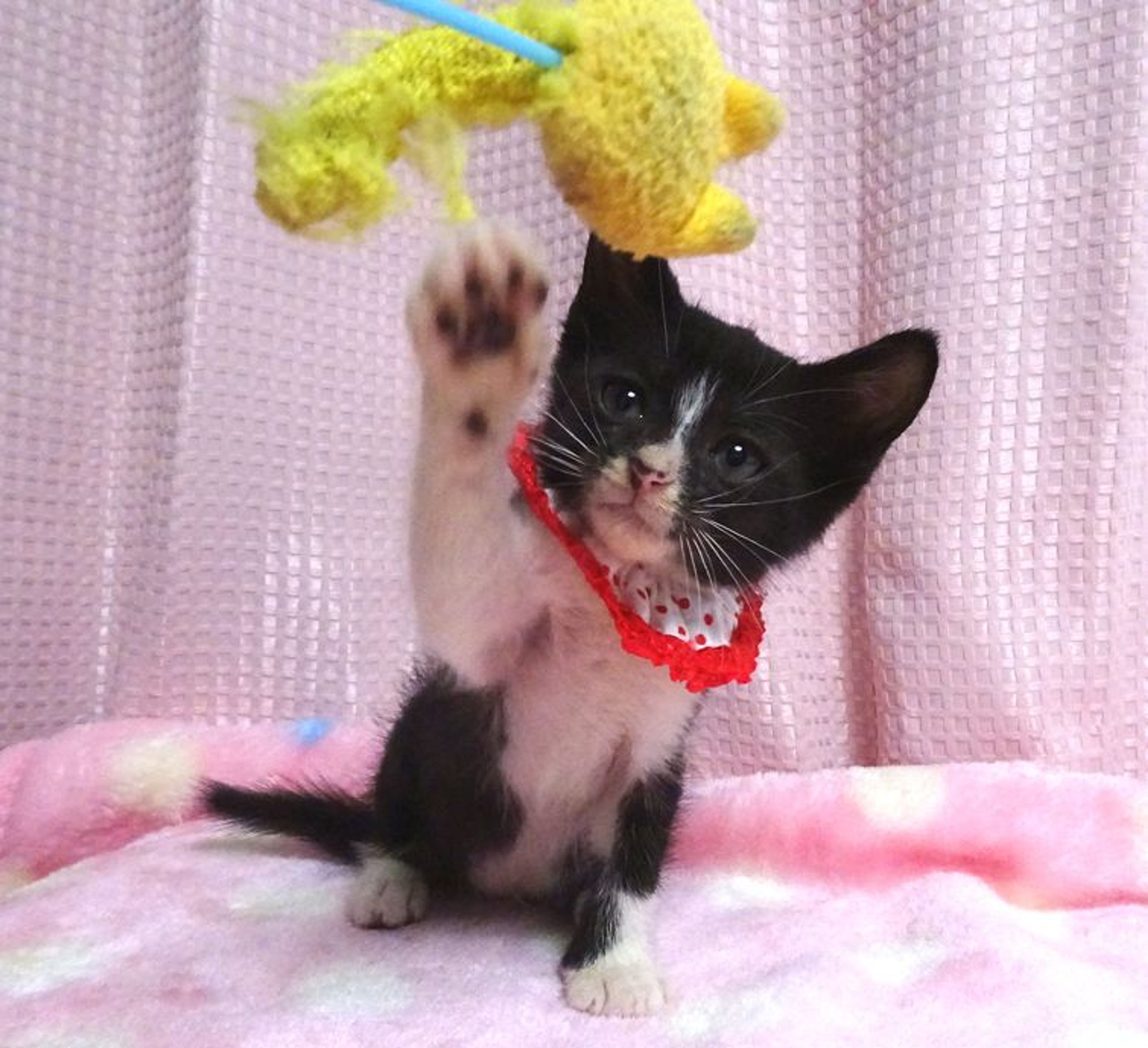 pet-image-2