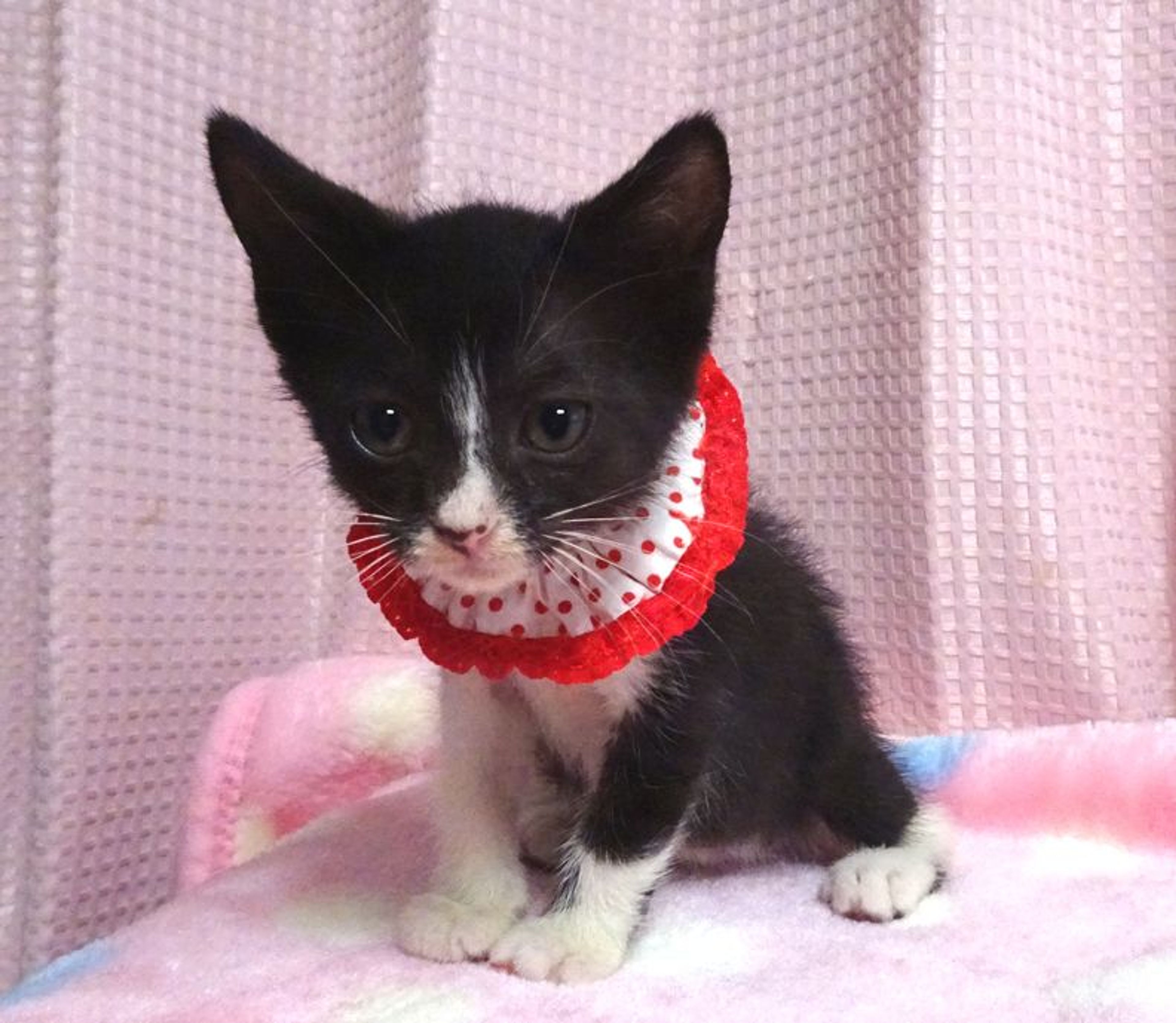 pet-image-3