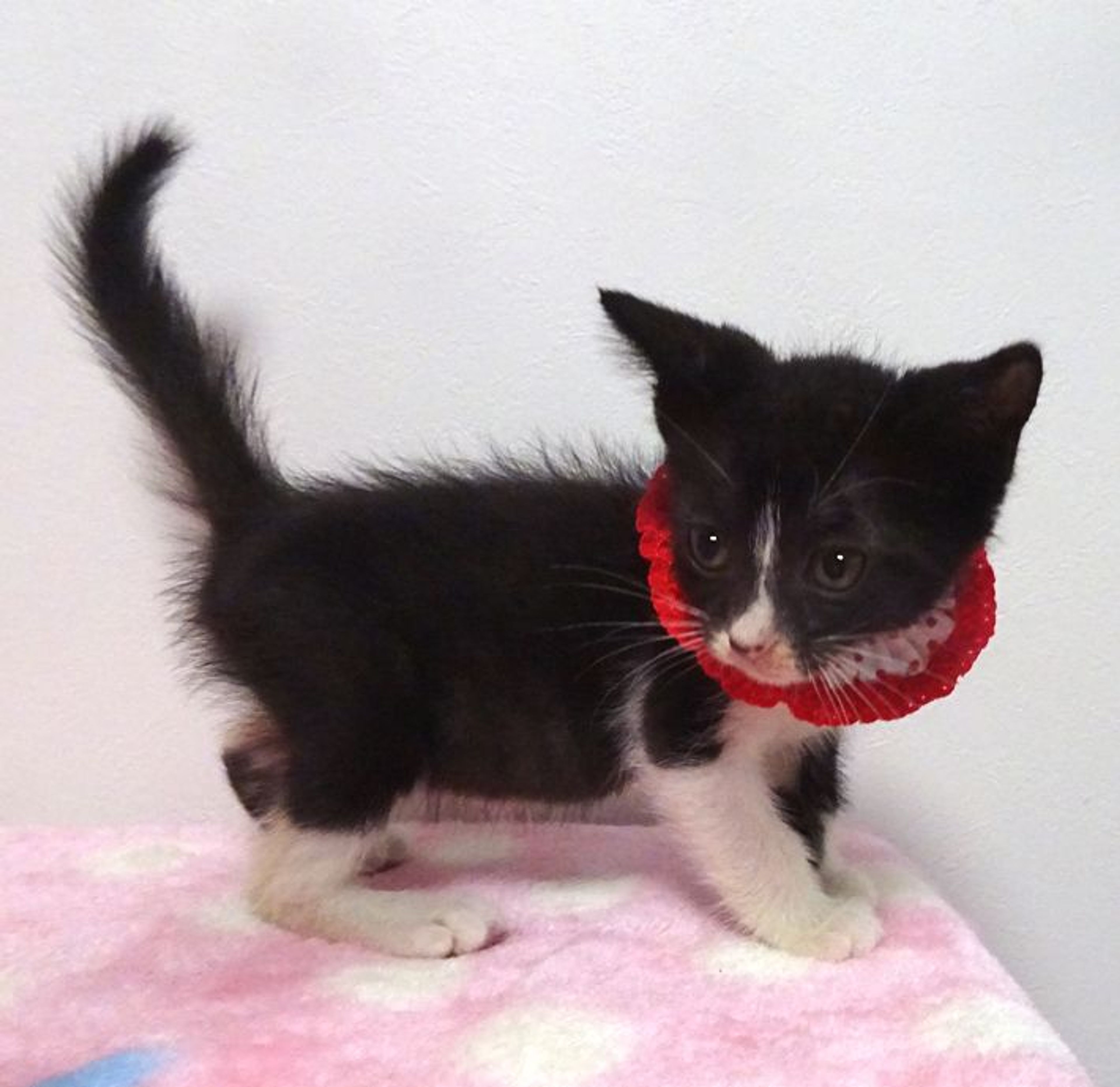 pet-image-4