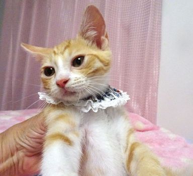 メルくんの写真