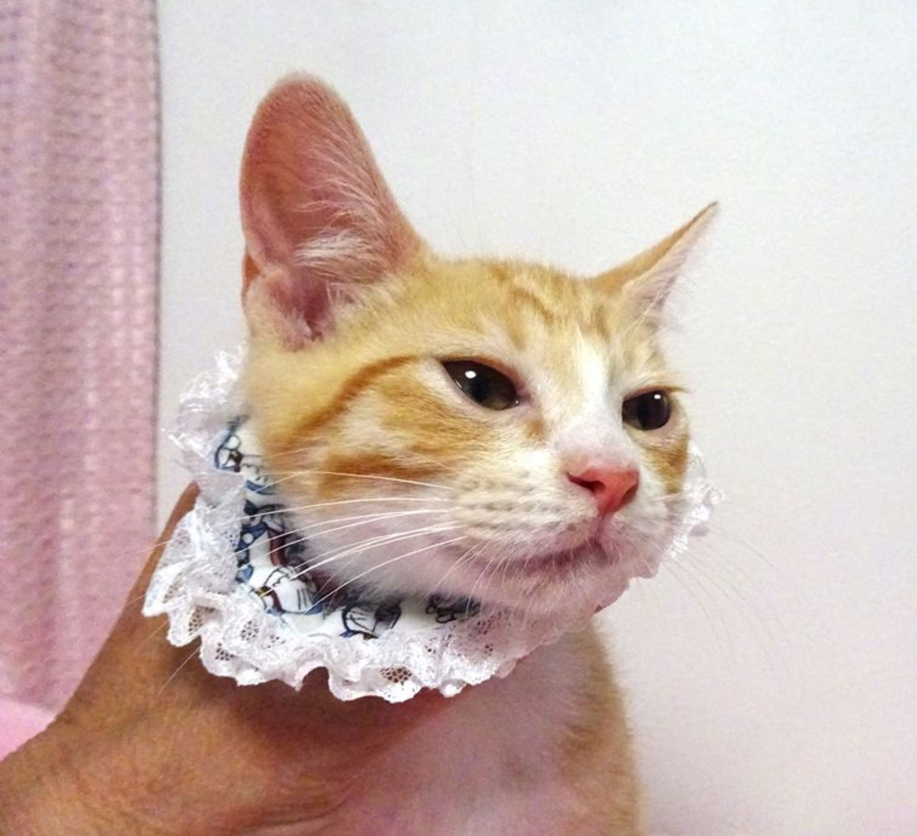 pet-image-3