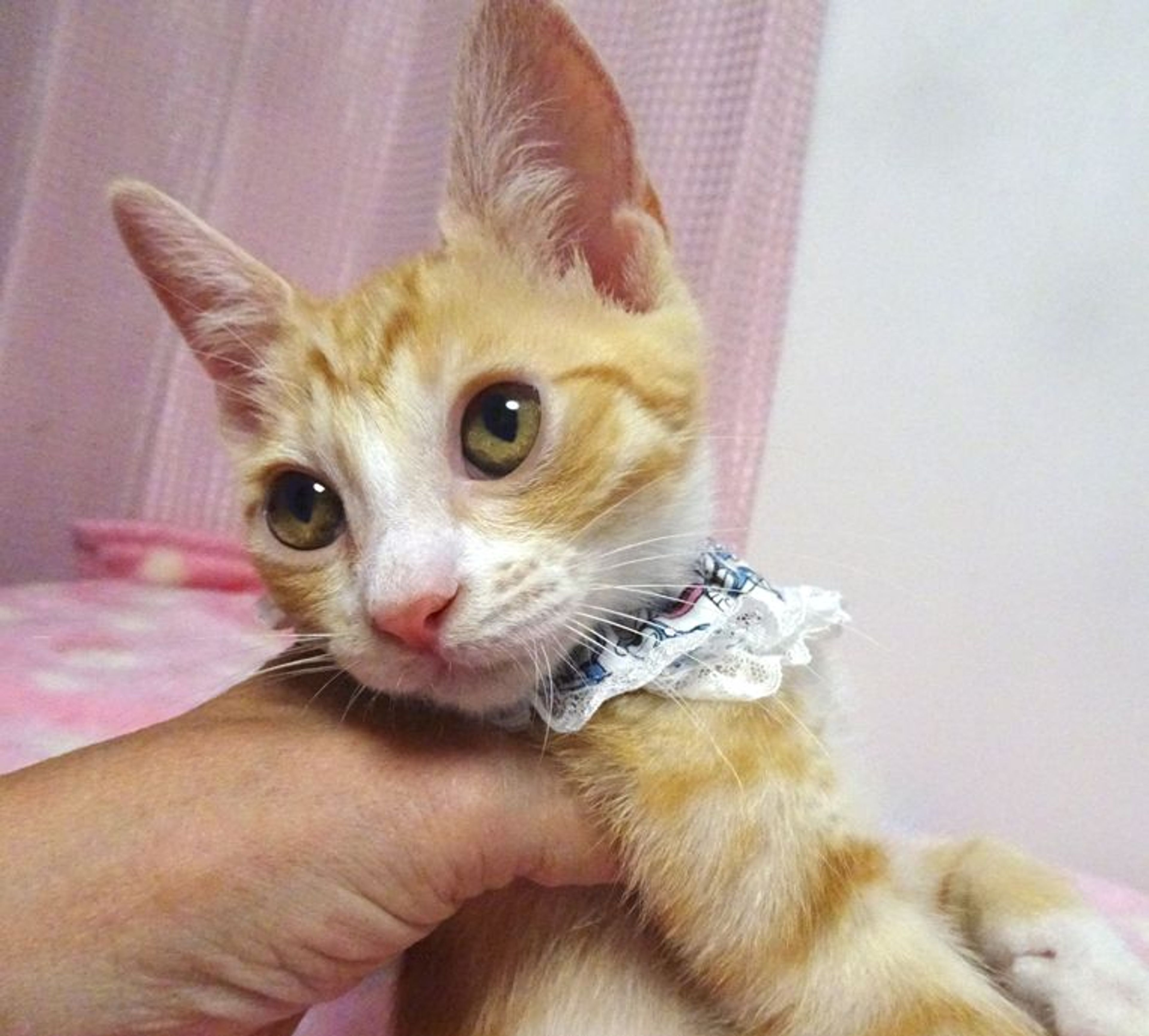 pet-image-4