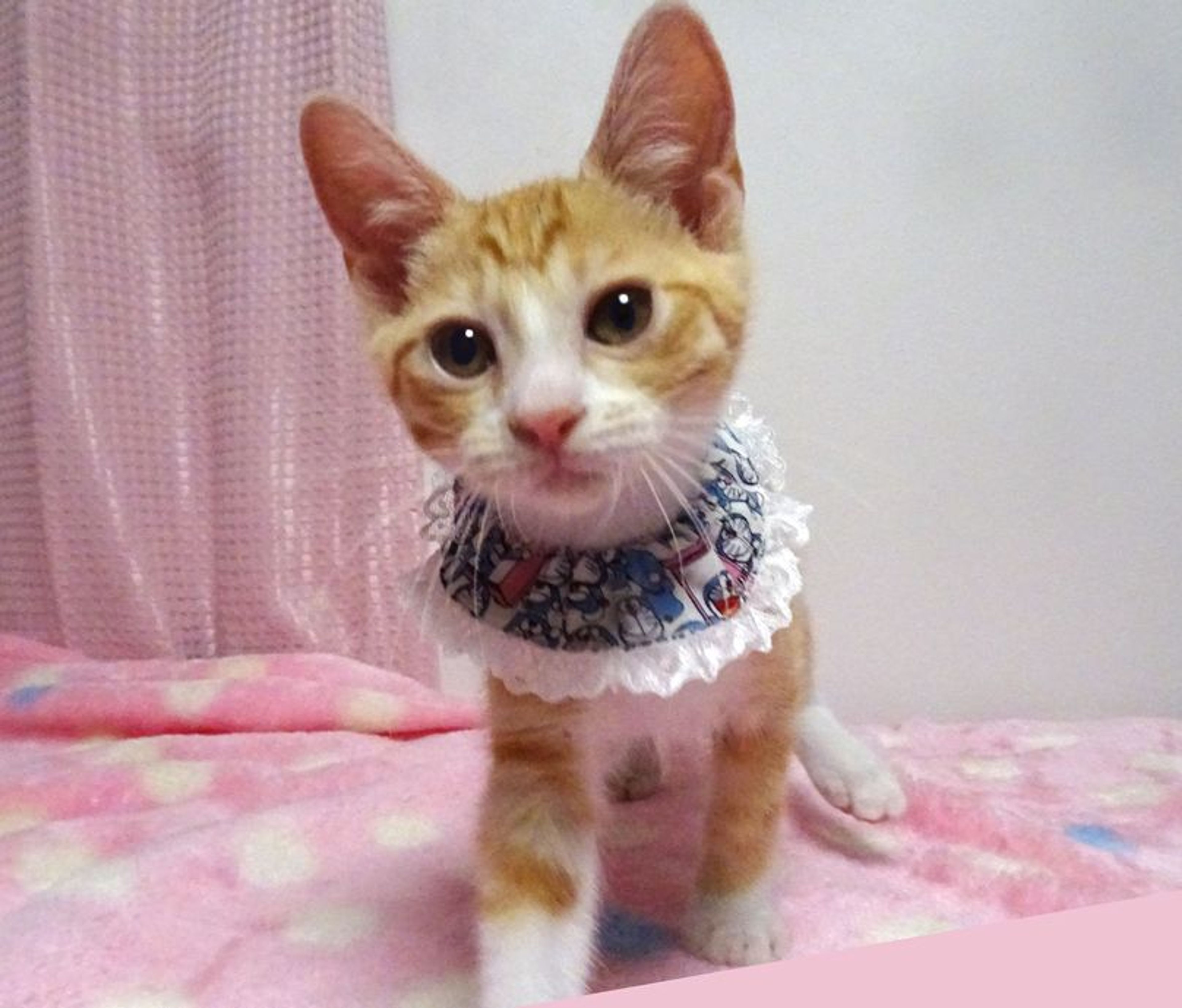 pet-image-5