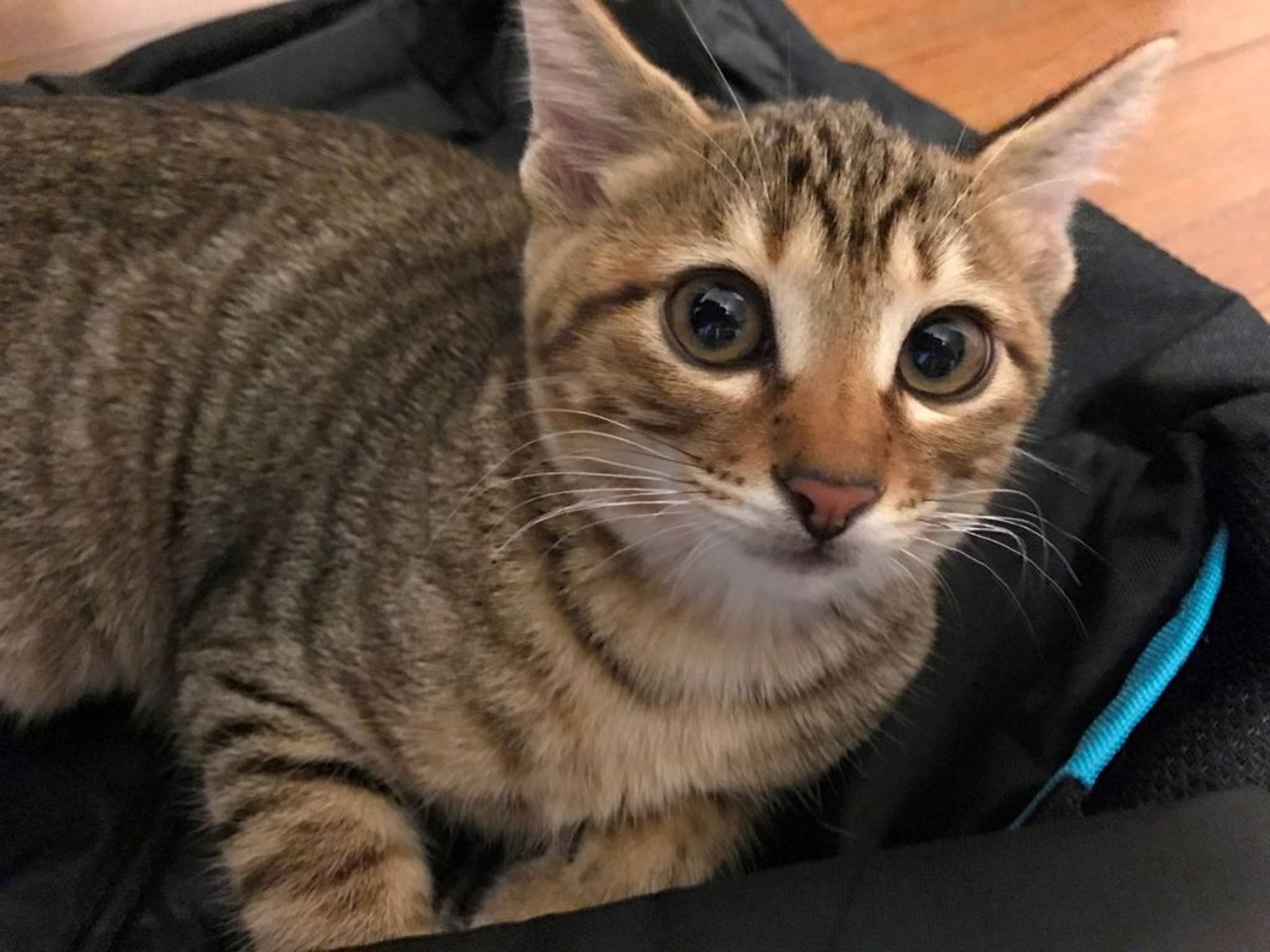 雑種（ミックス猫）・メスの里親募集の写真