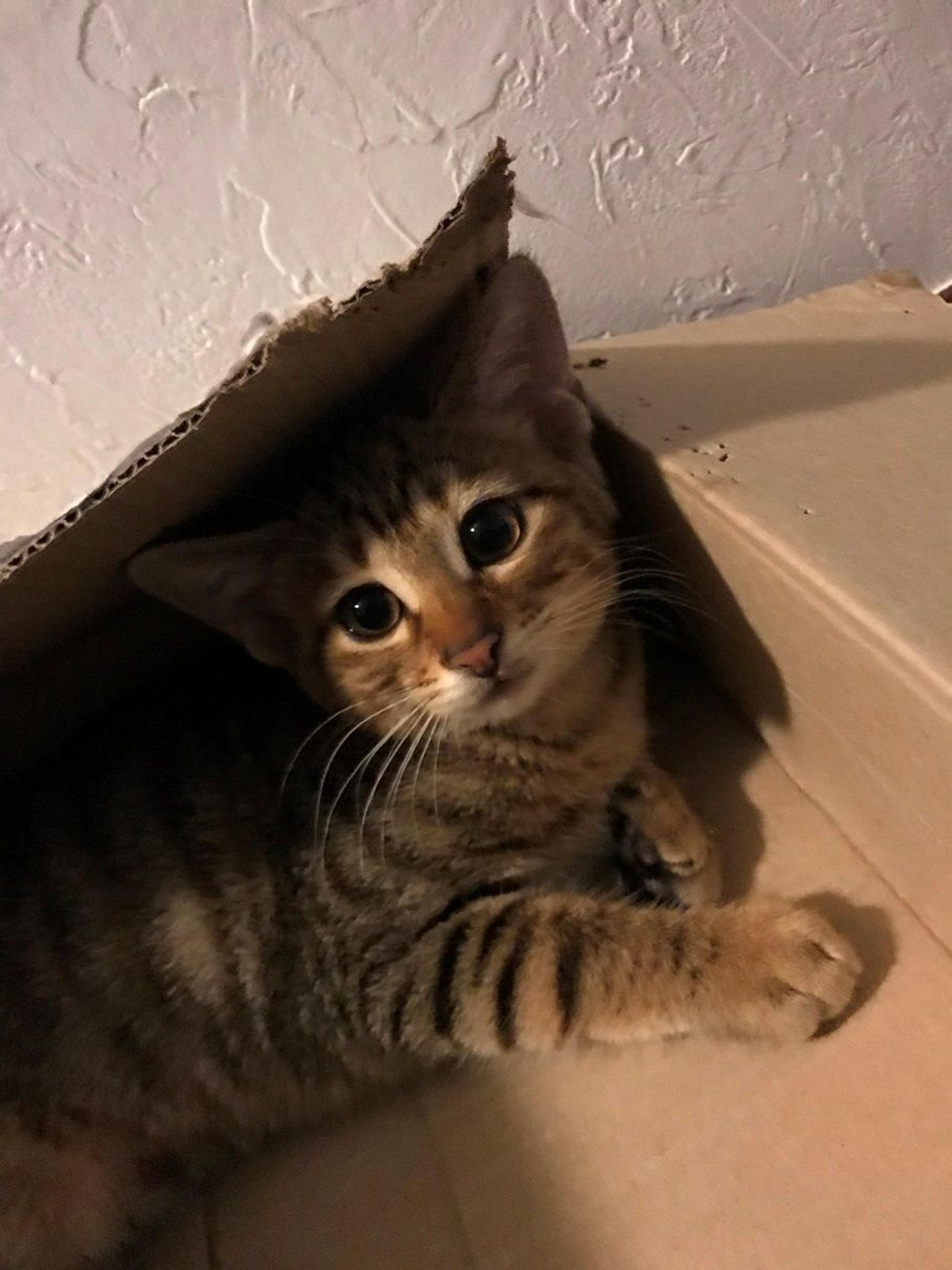 pet-image-2