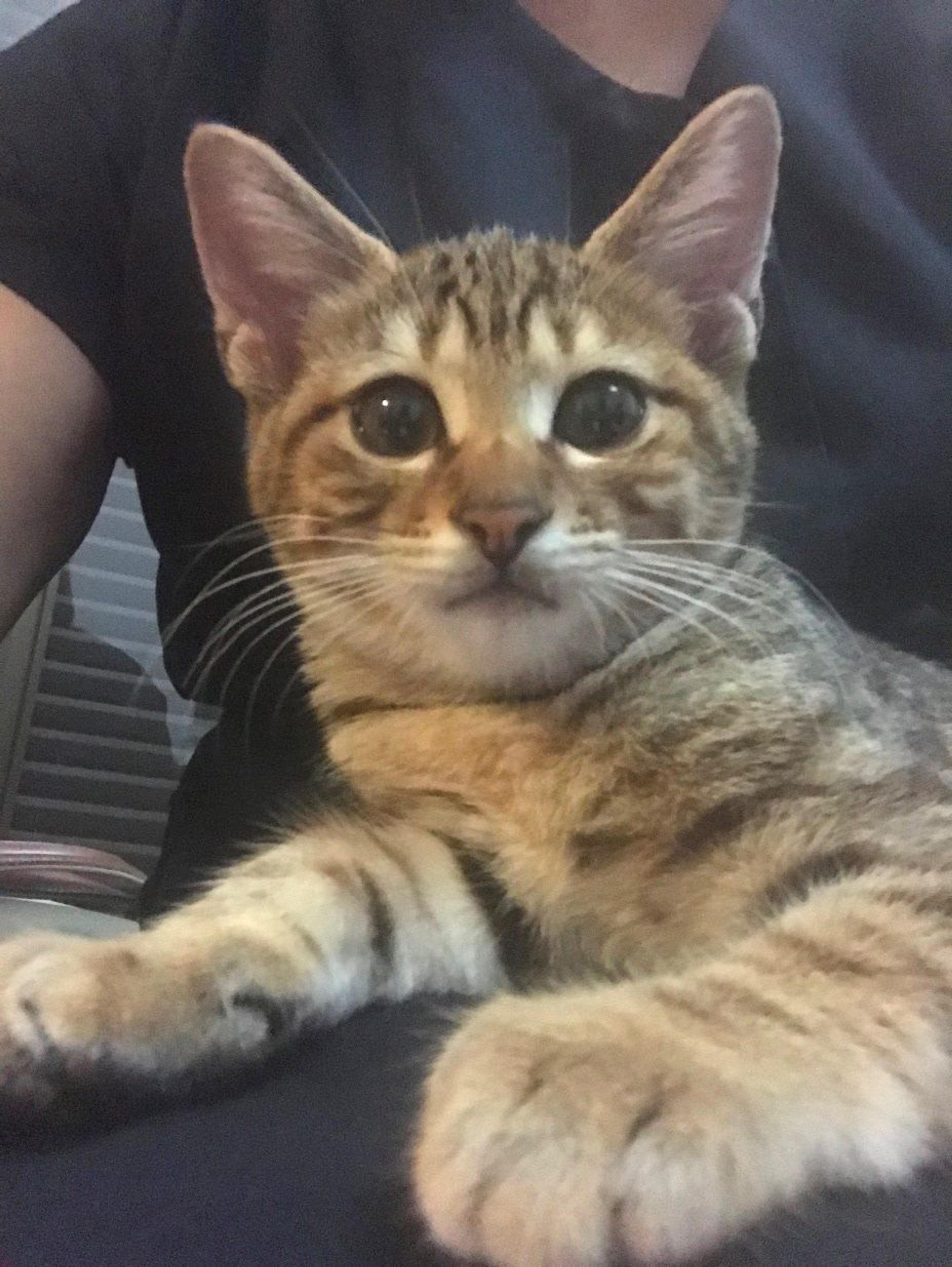 pet-image-3