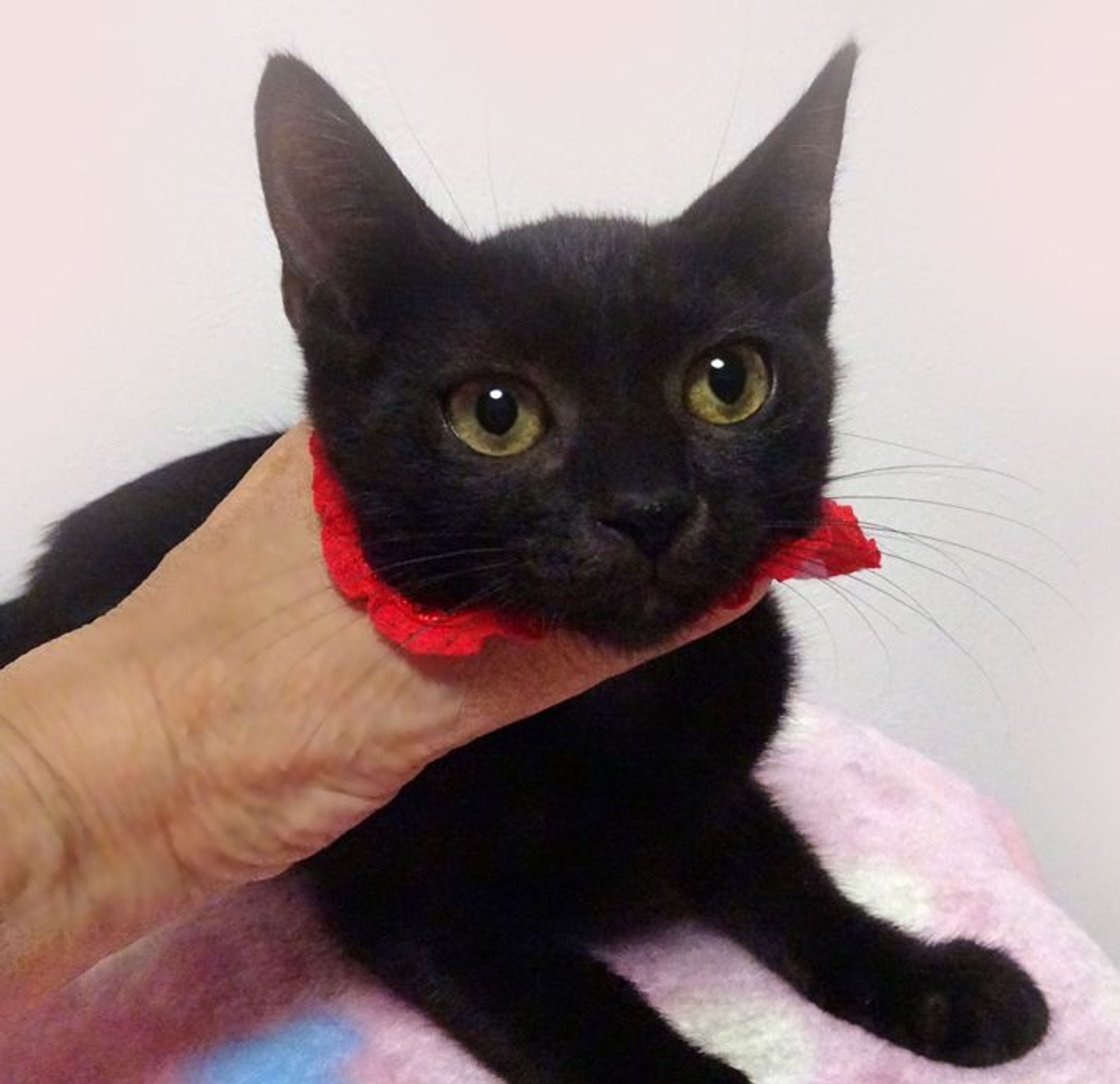 雑種（ミックス猫）・メスの里親募集の写真