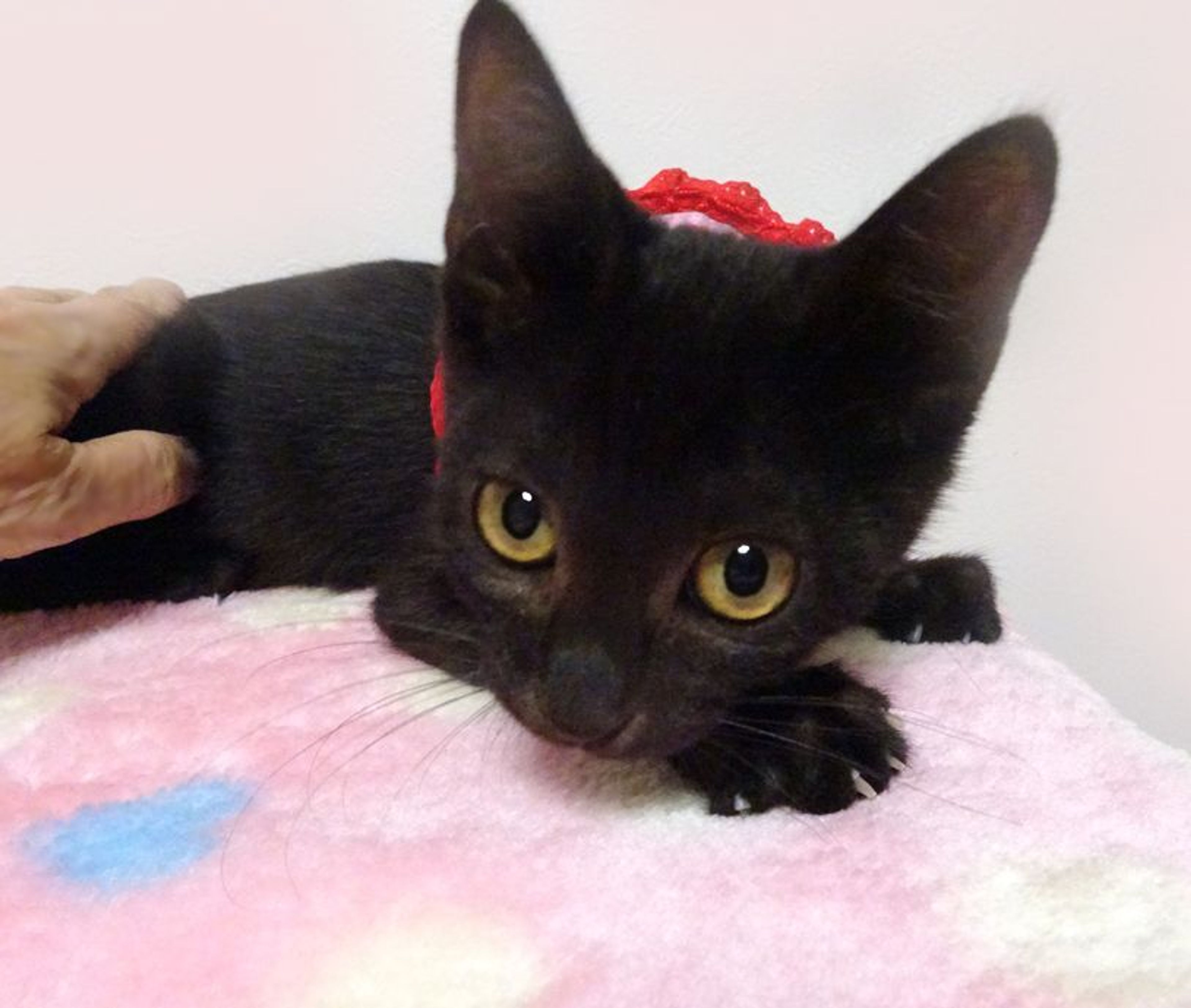 pet-image-2