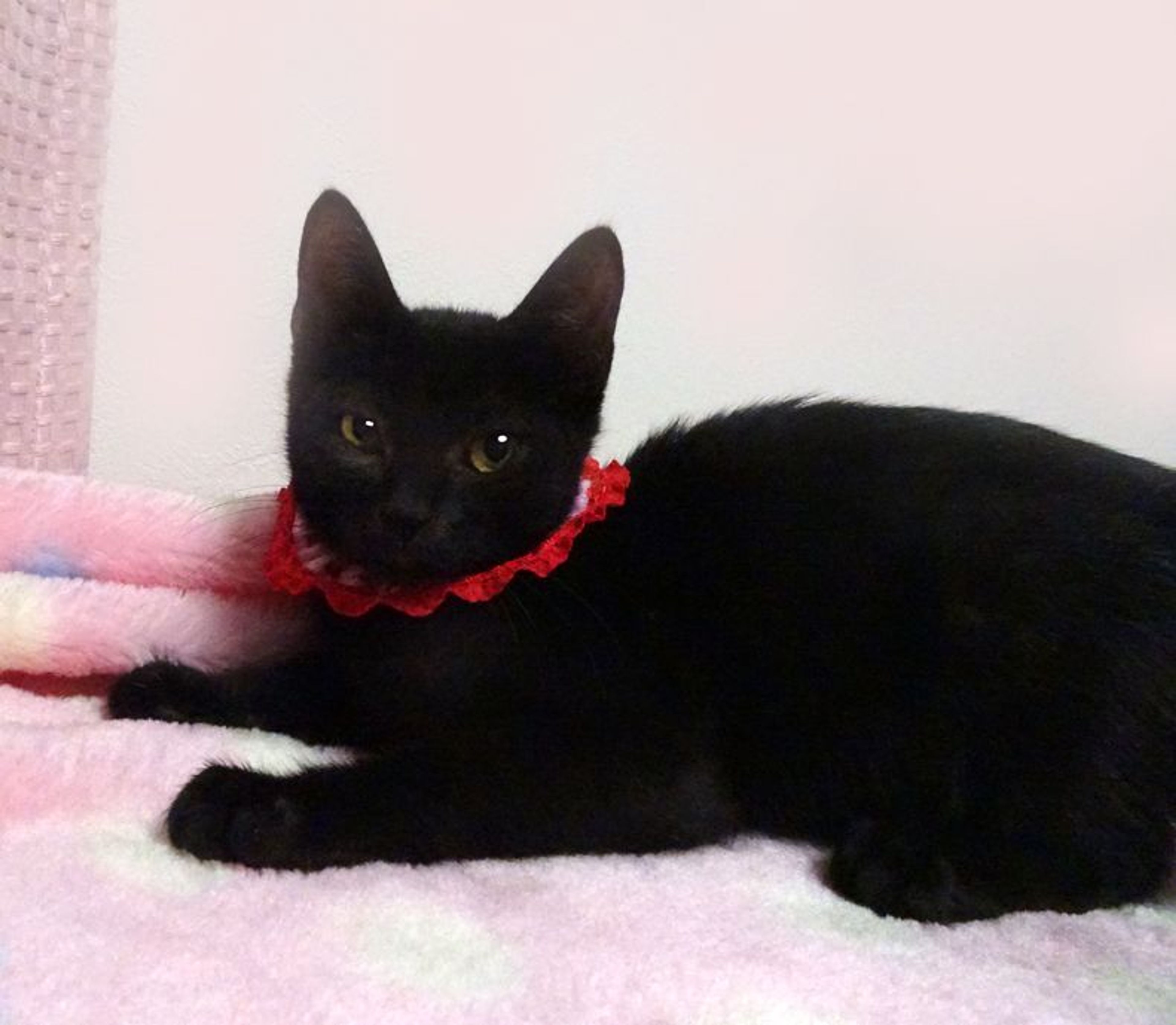 pet-image-4