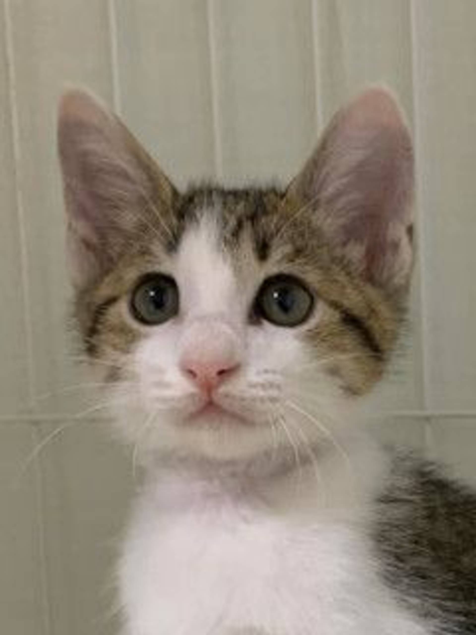 雑種（ミックス猫）・オスの里親募集の写真