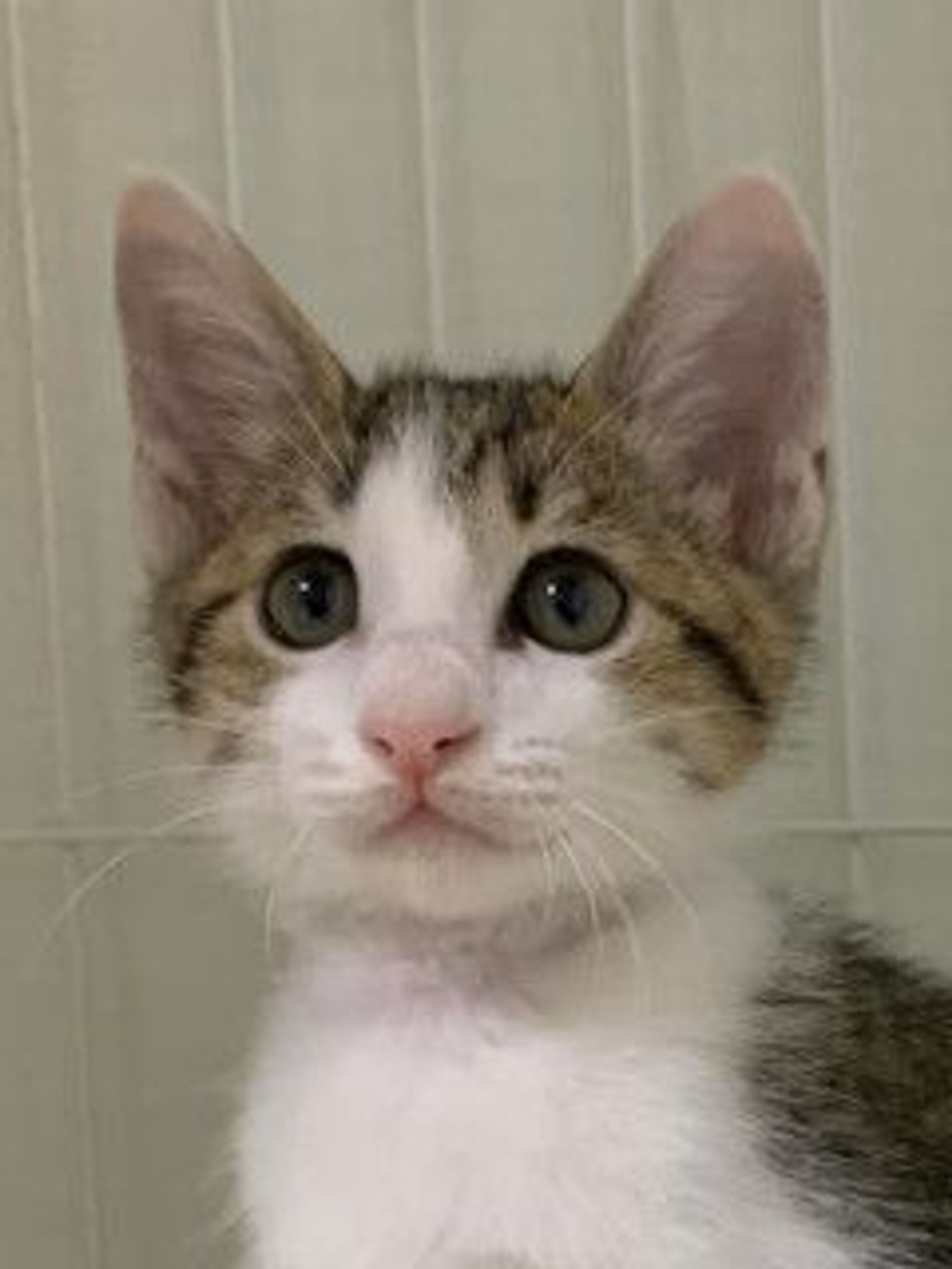 雑種（ミックス猫）・オスの里親募集の写真