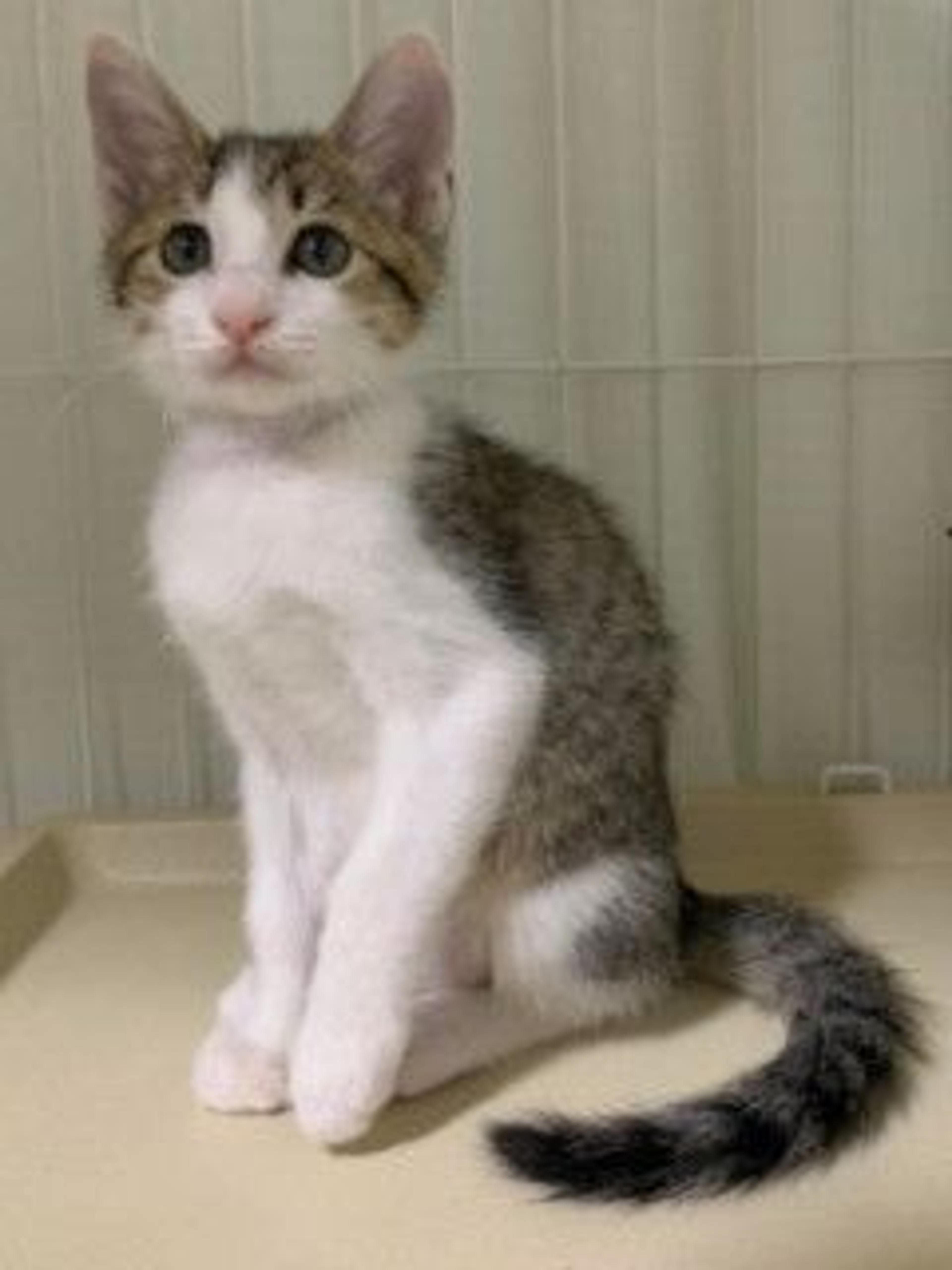 pet-image-2
