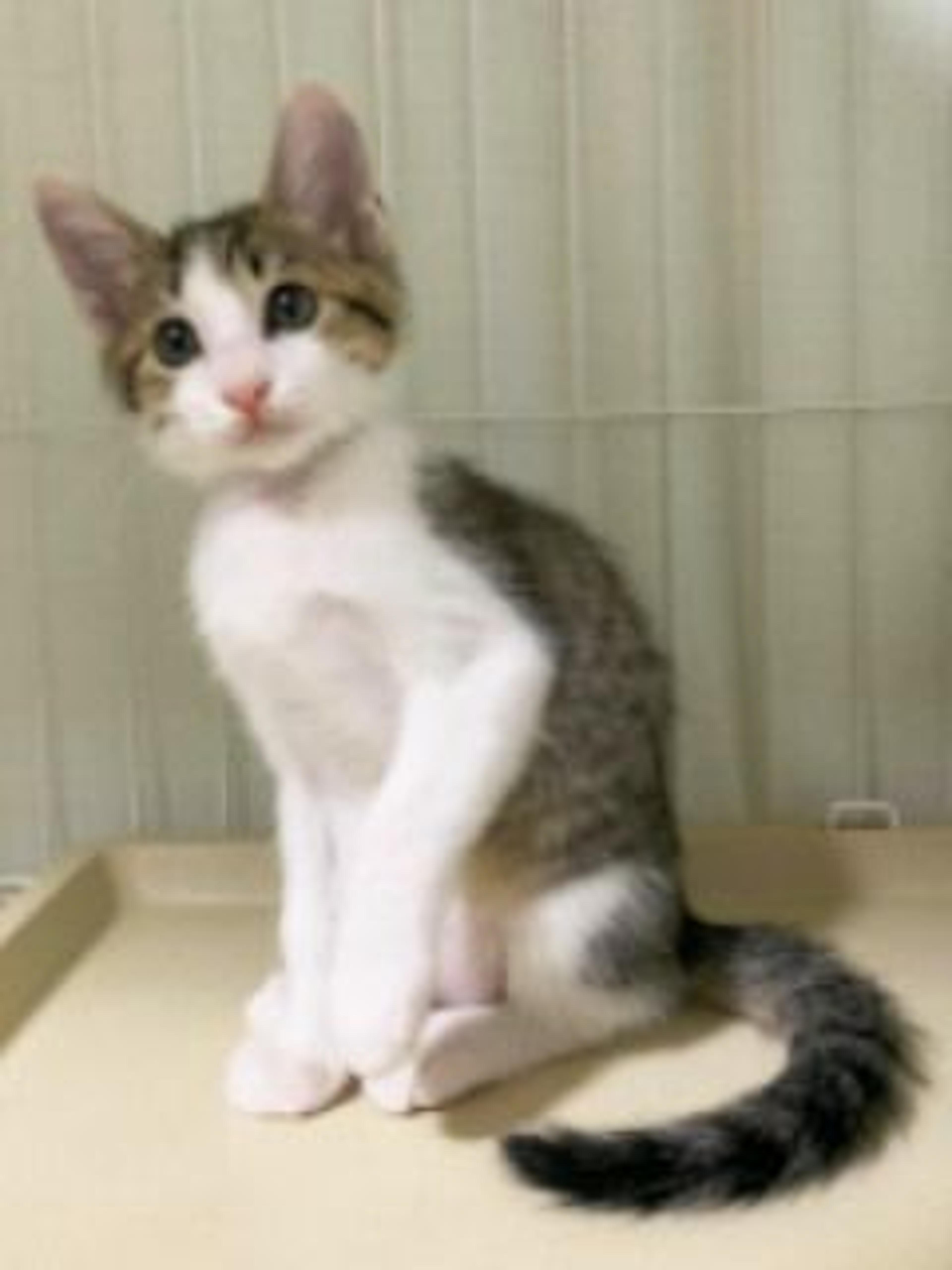 pet-image-3