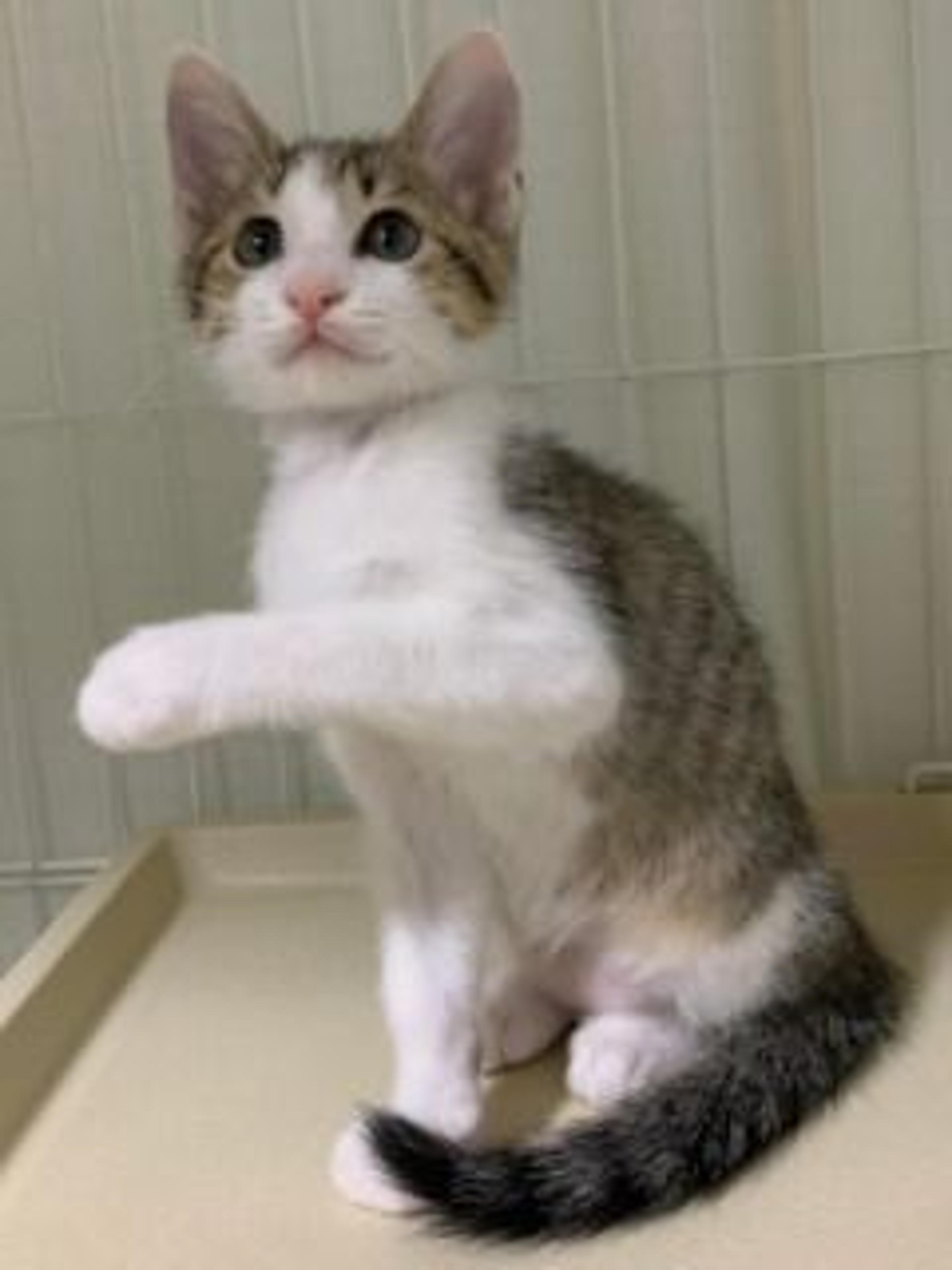 pet-image-4