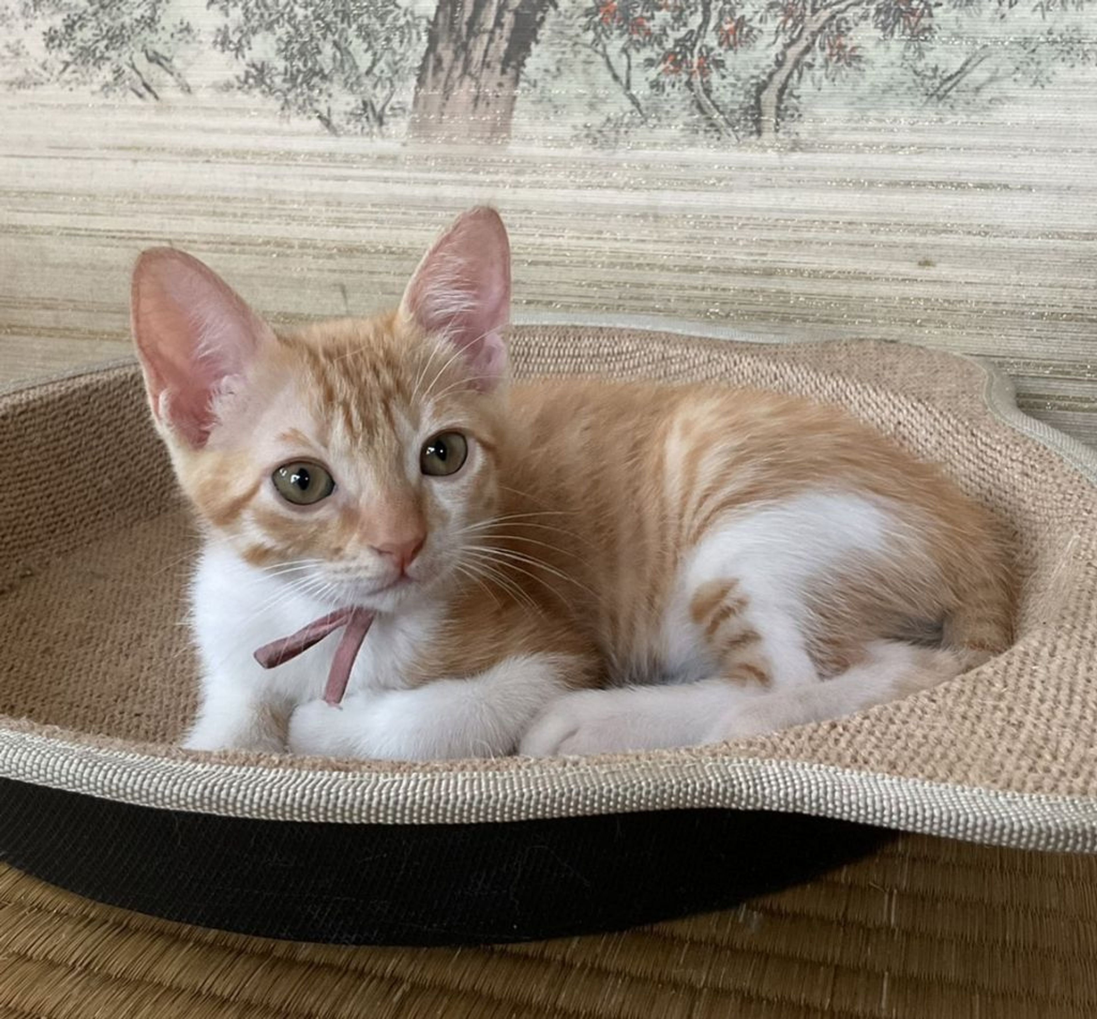 pet-image-2