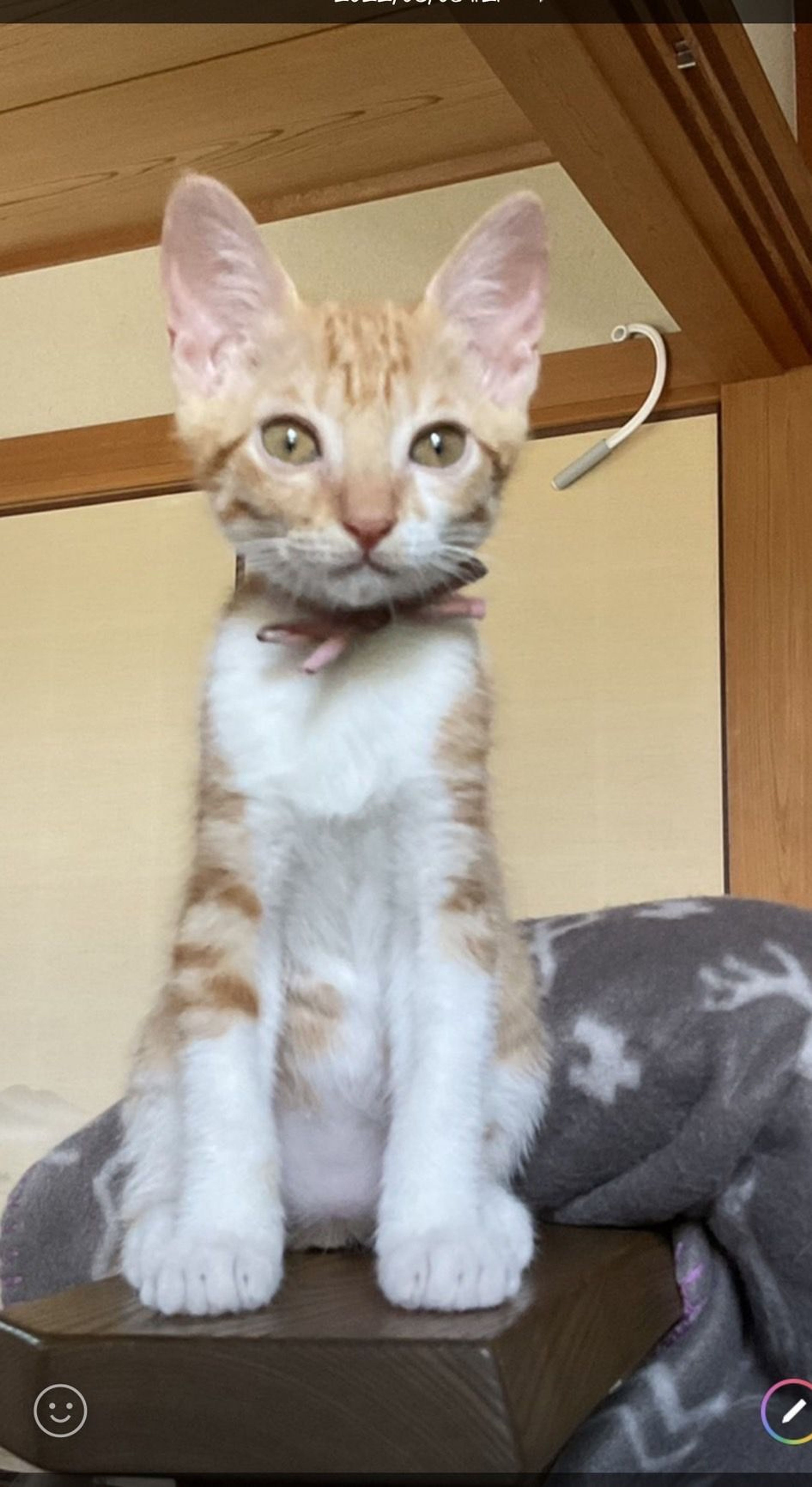 pet-image-3
