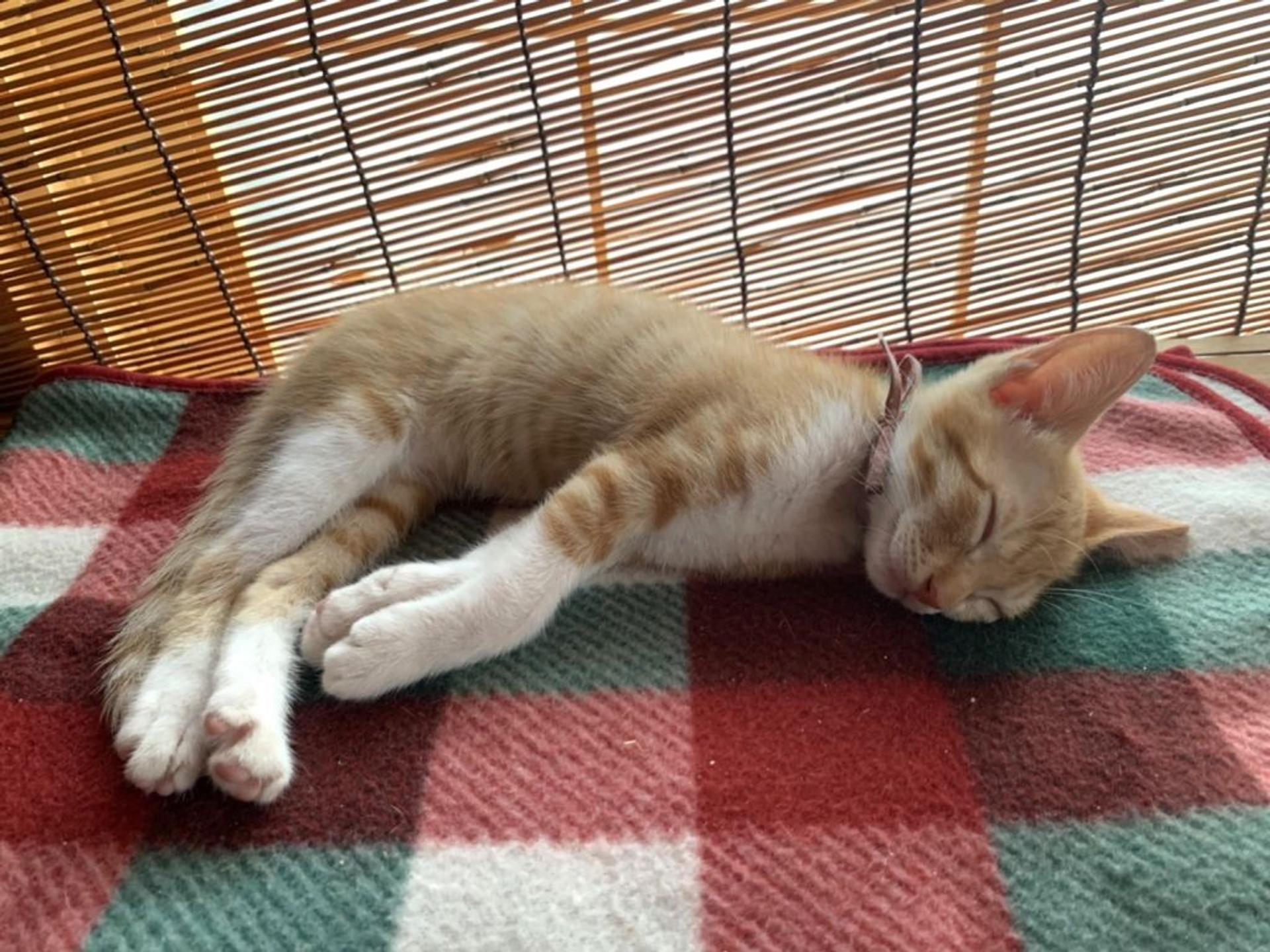 pet-image-4