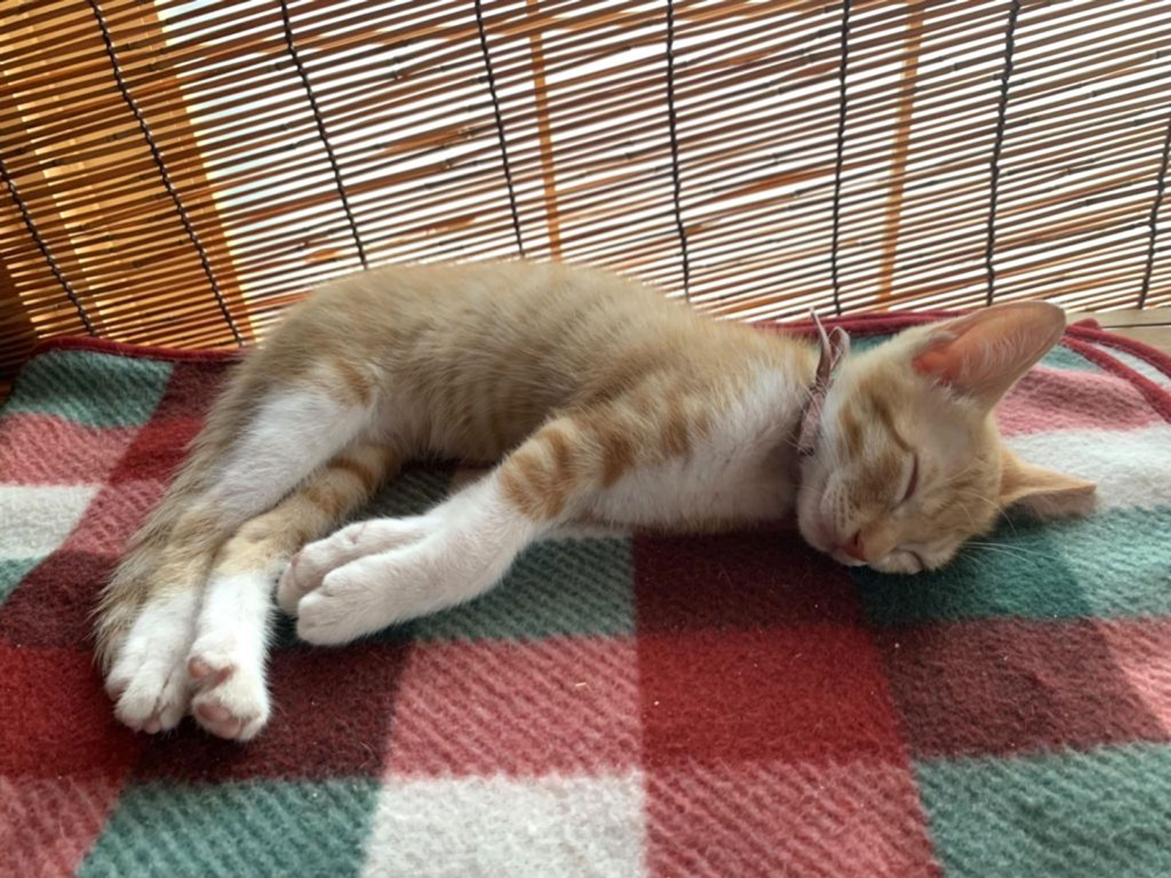 pet-image-4